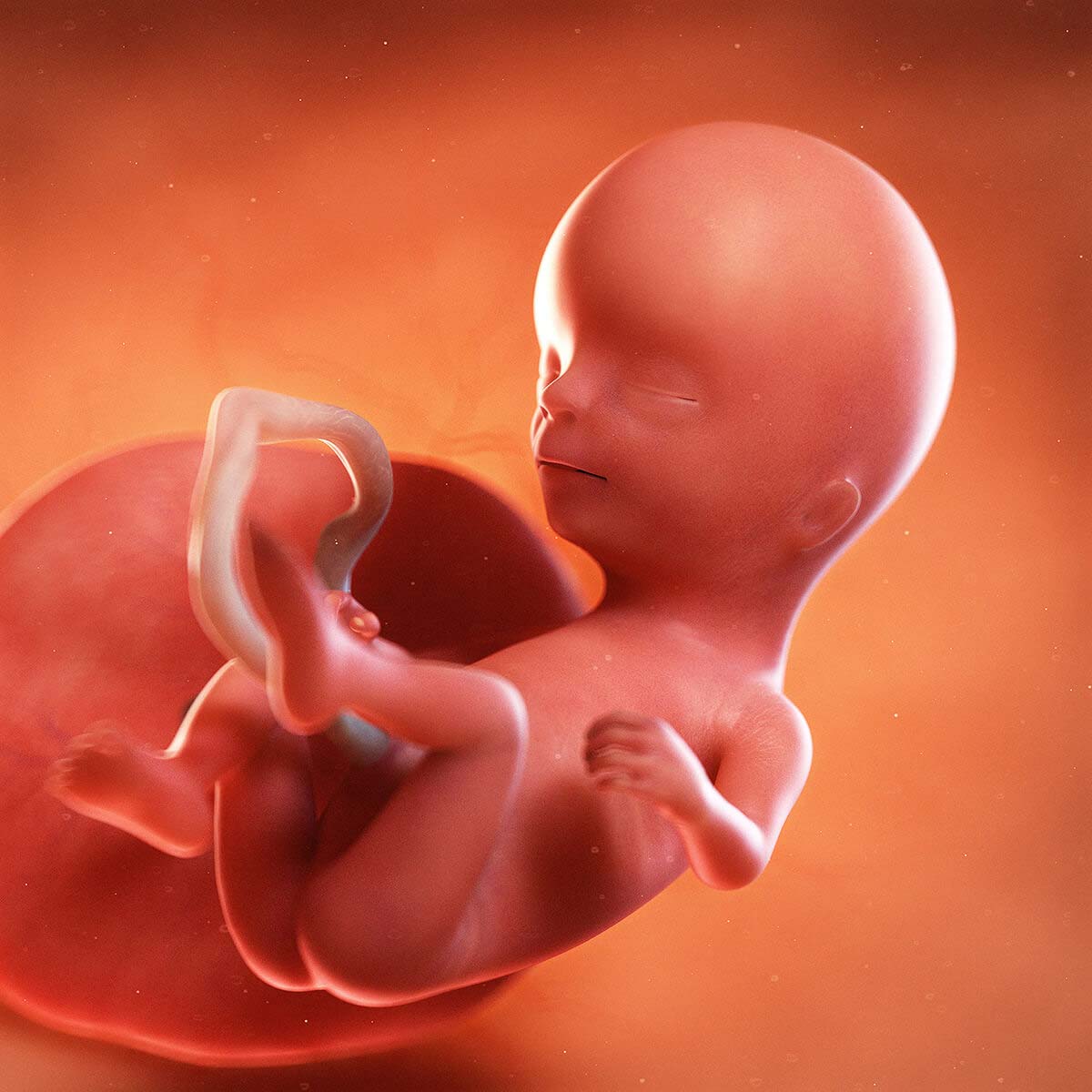 14 Weeks Pregnant