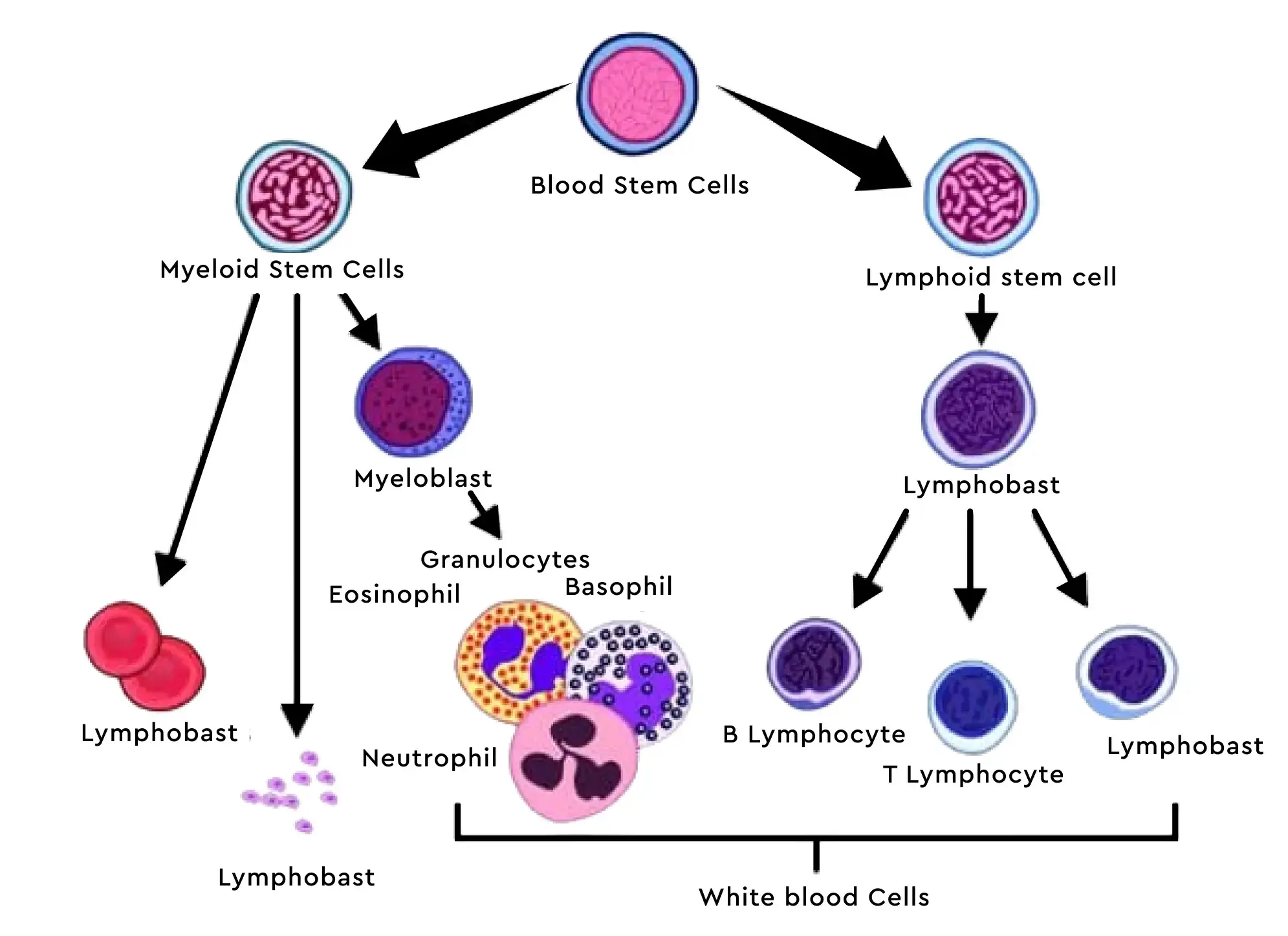 Abs Lymphocytes High