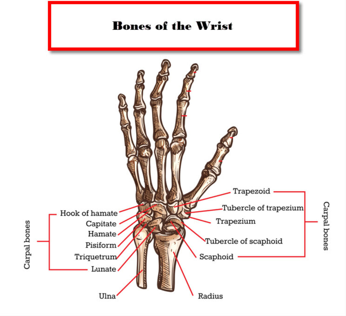 Acronym For Wrist Bones