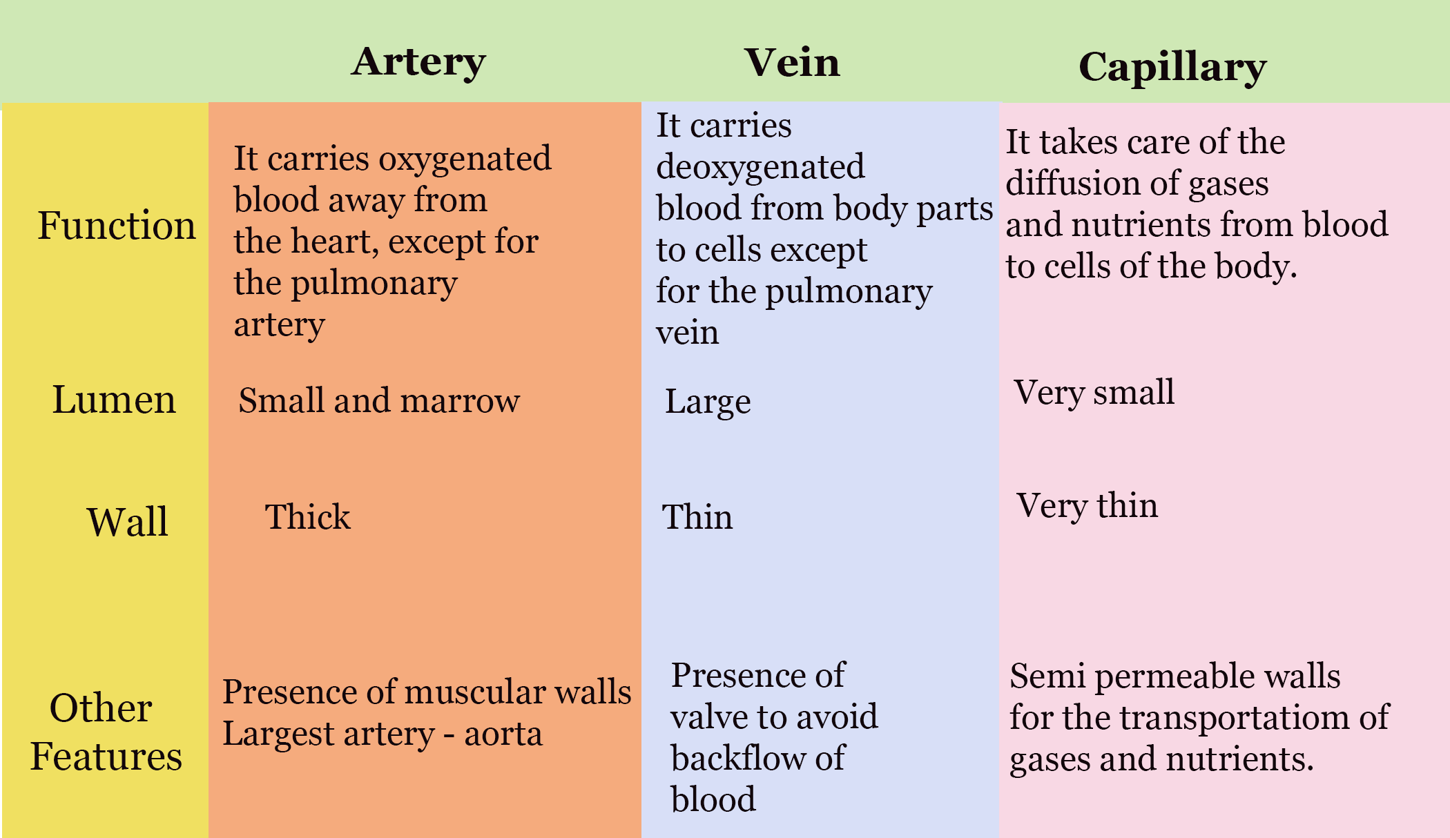 Adaptations Of Blood Vessels To Their Functions