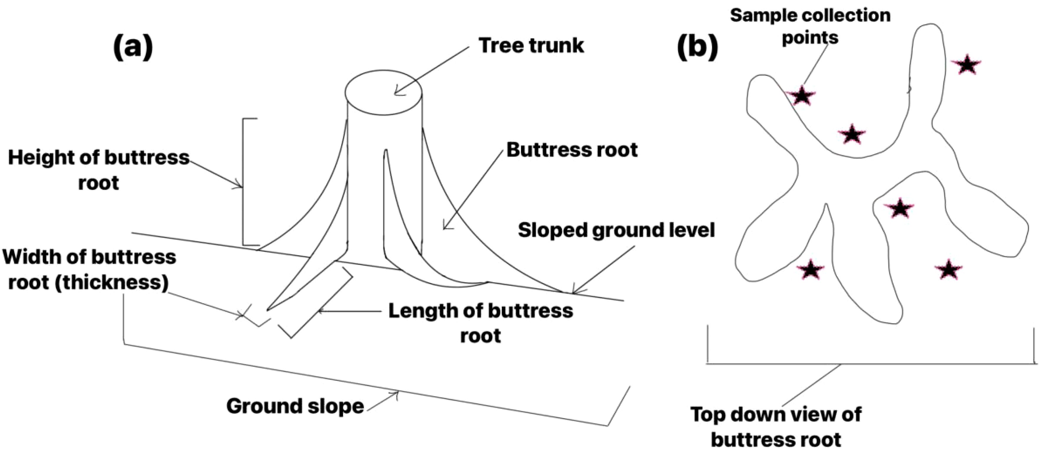 Adaptations Of Buttress Roots