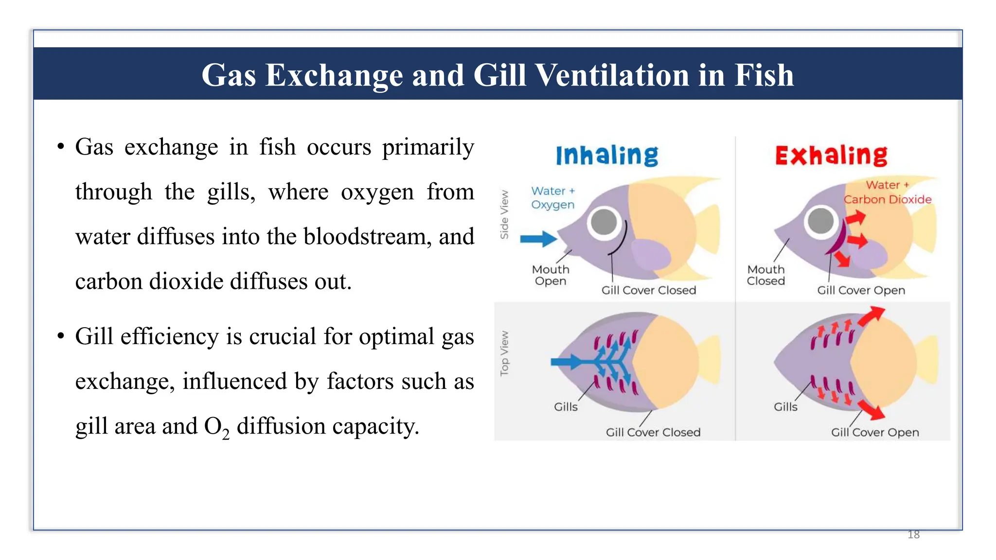 Adaptations Of Fish For Gas Exchange