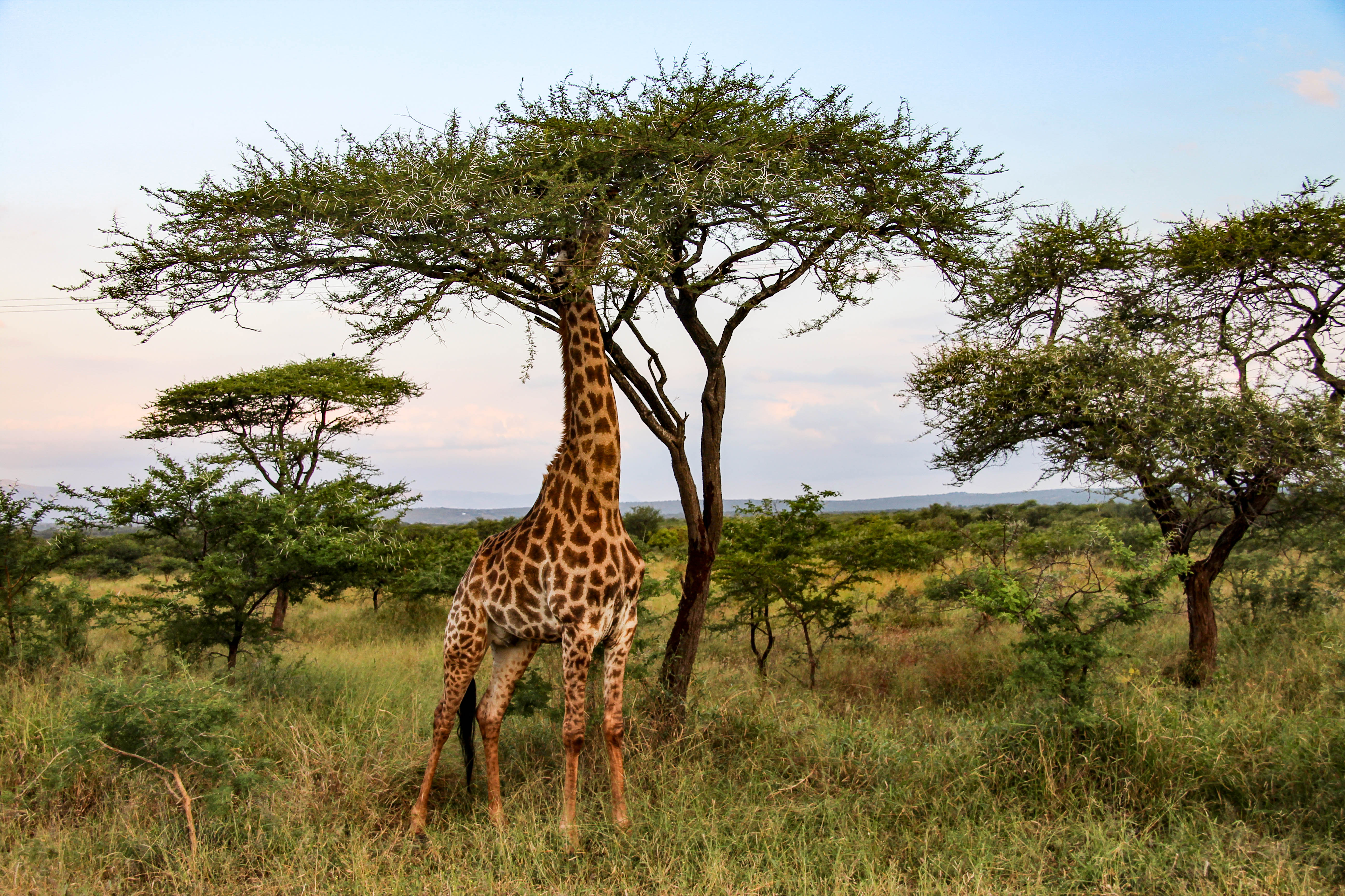 Adaptations Of Giraffe