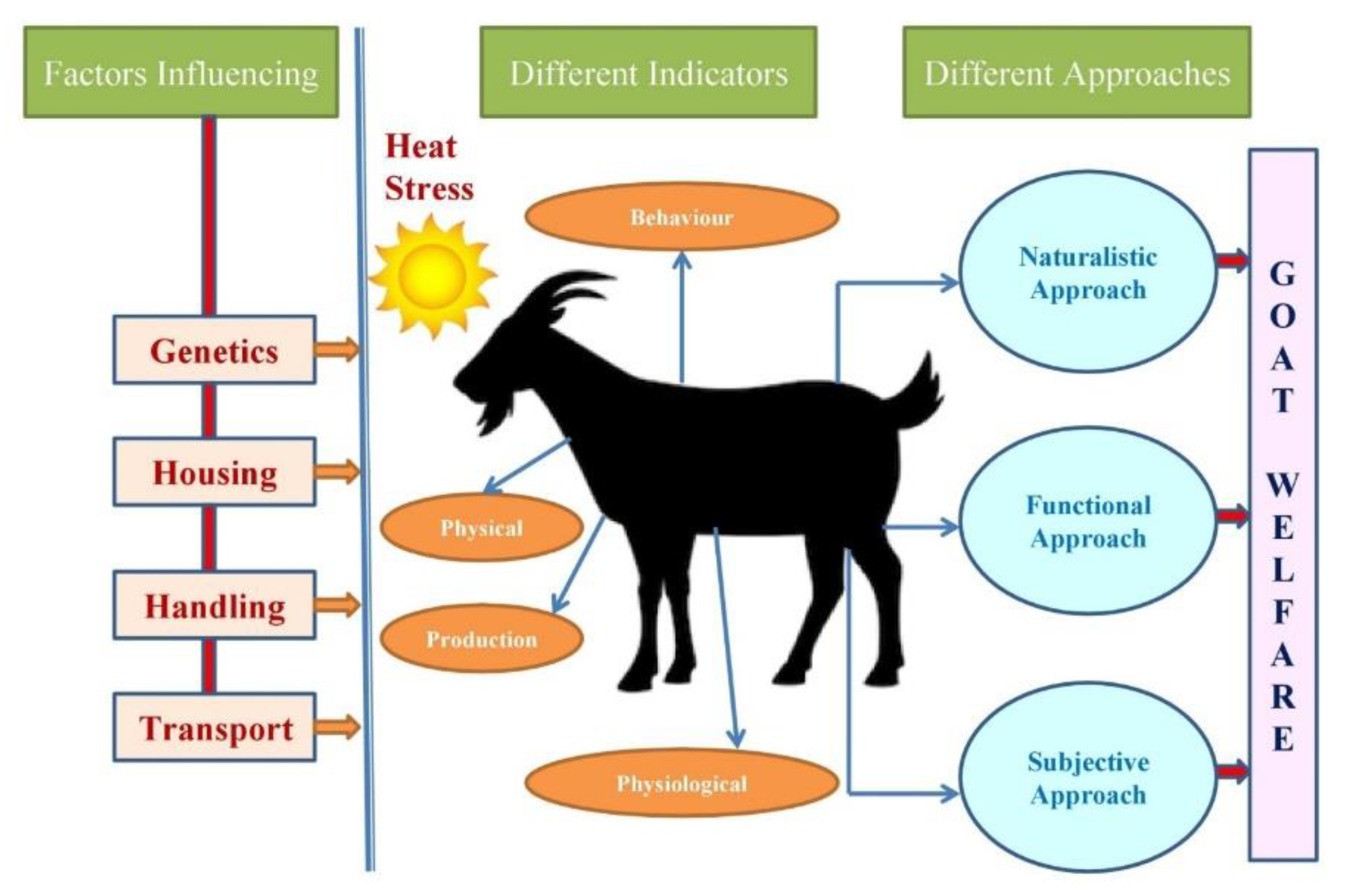 Adaptations Of Goat