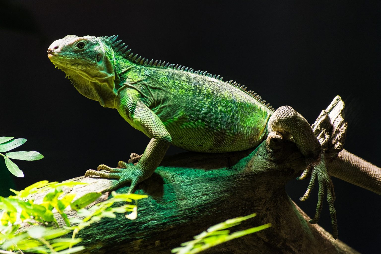 Adaptations Of Iguanas