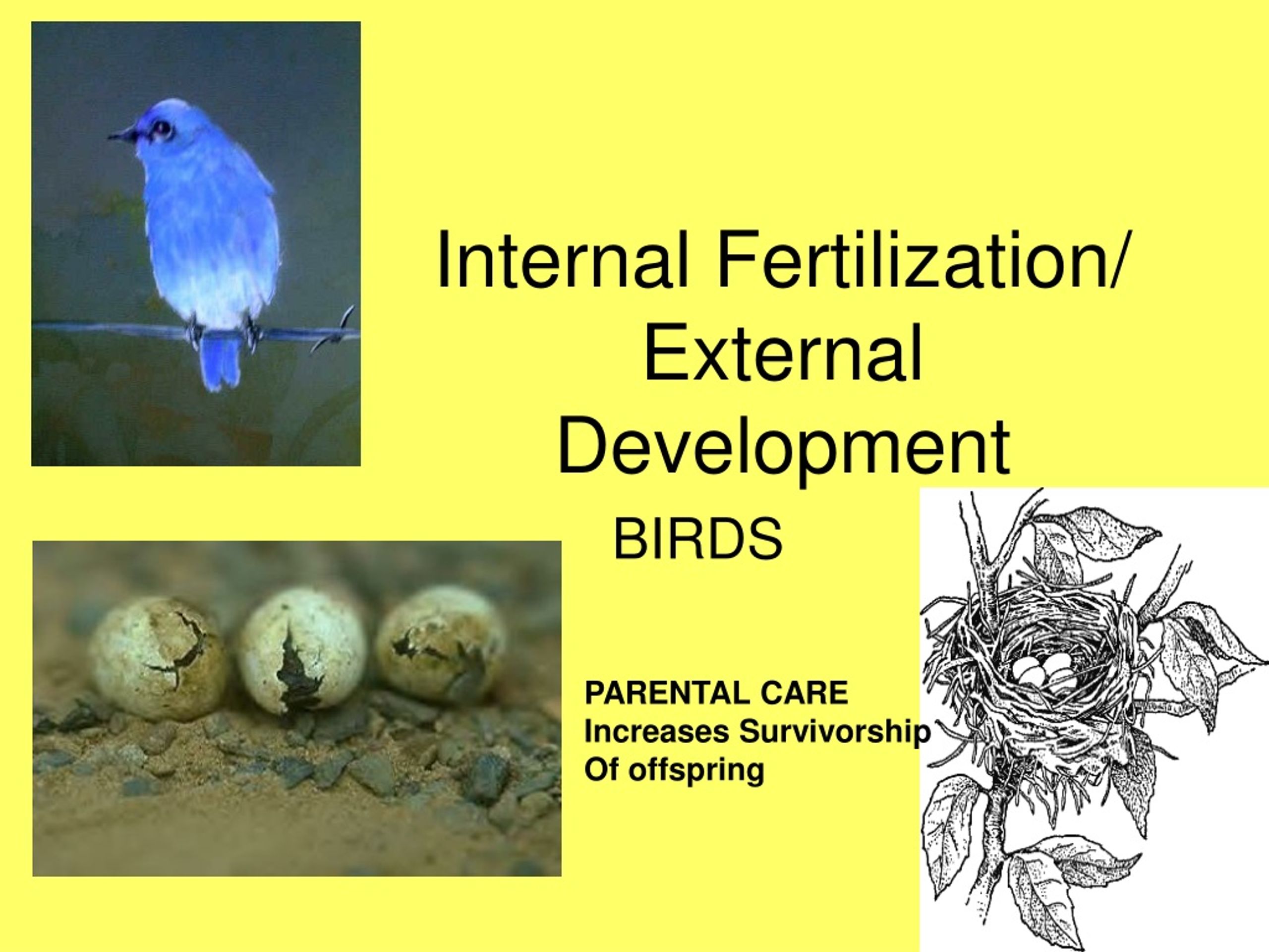 Adaptations Of Internal And External Fertilization