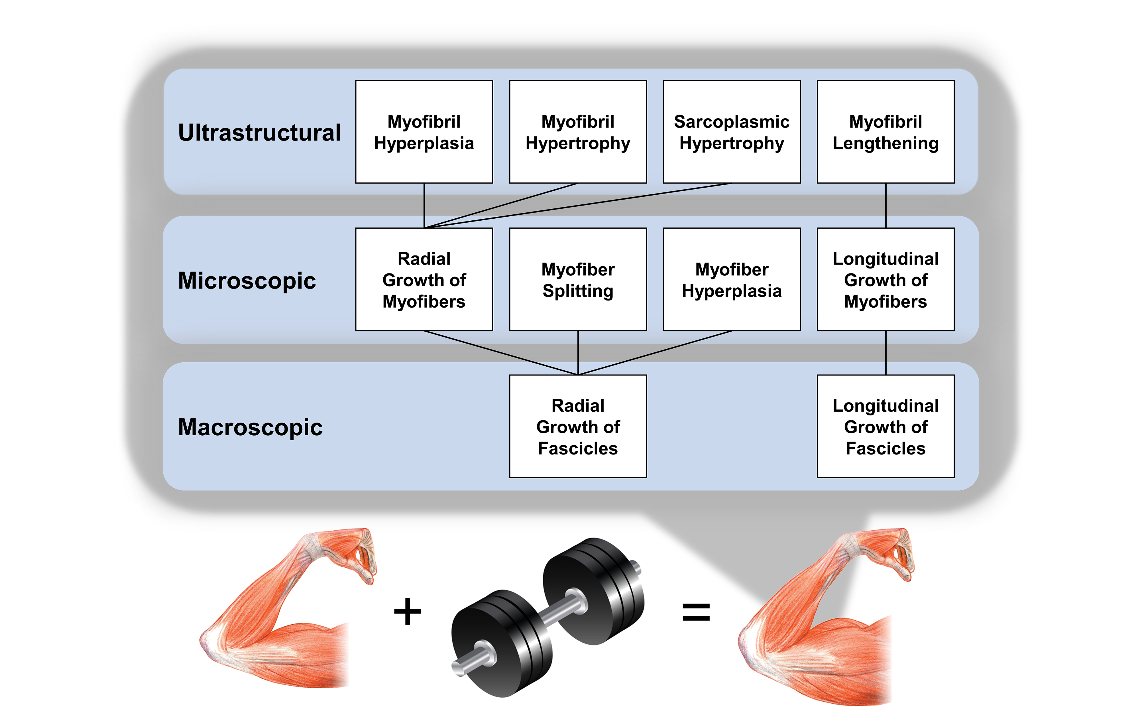 Adaptations Of Muscle Cells