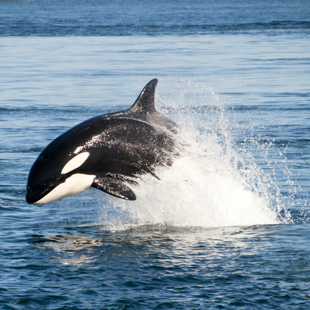 Adaptations Of Orcas