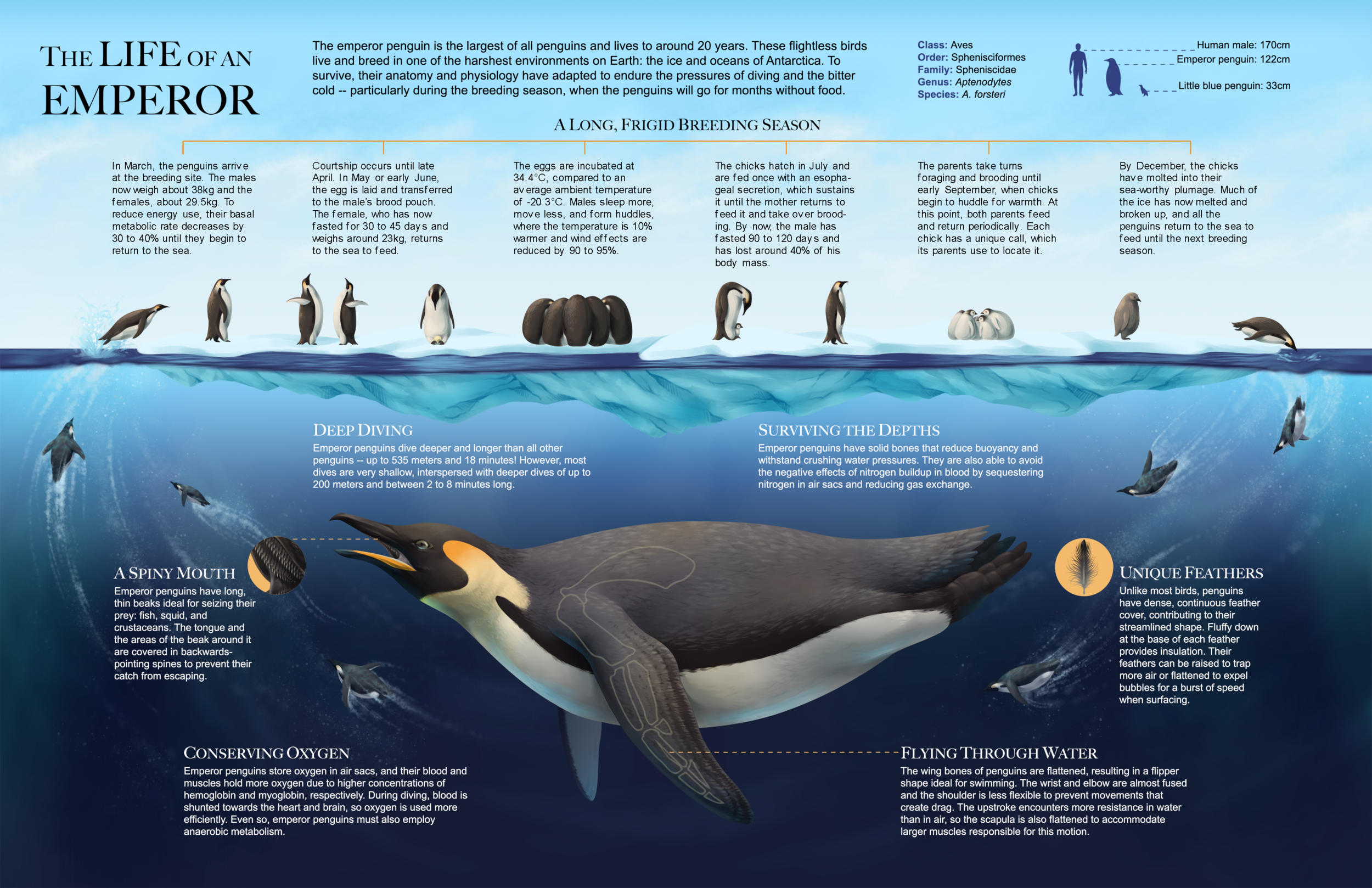 Adaptations Of Penguins
