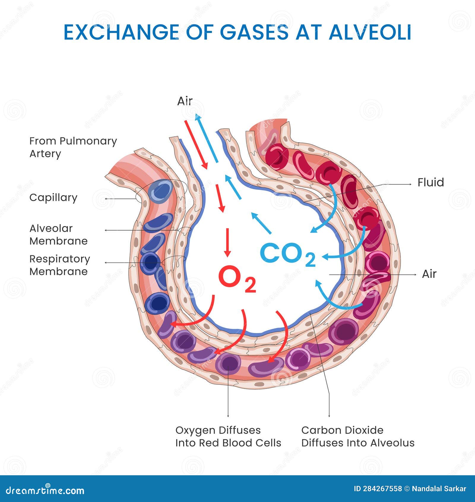 Adaptations Of The Lungs For Gaseous Exchange