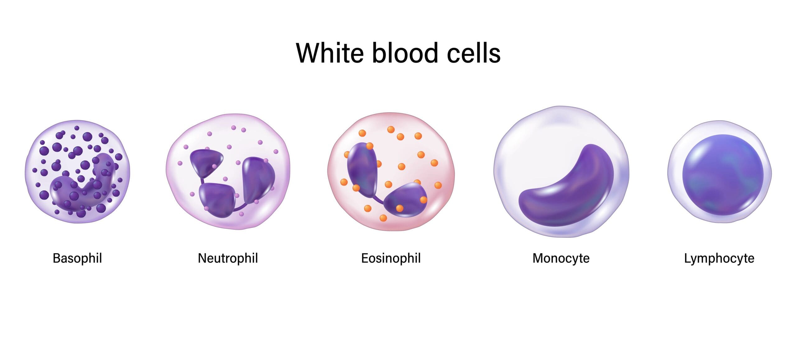 Adaptations Of White Blood Cells Gcse