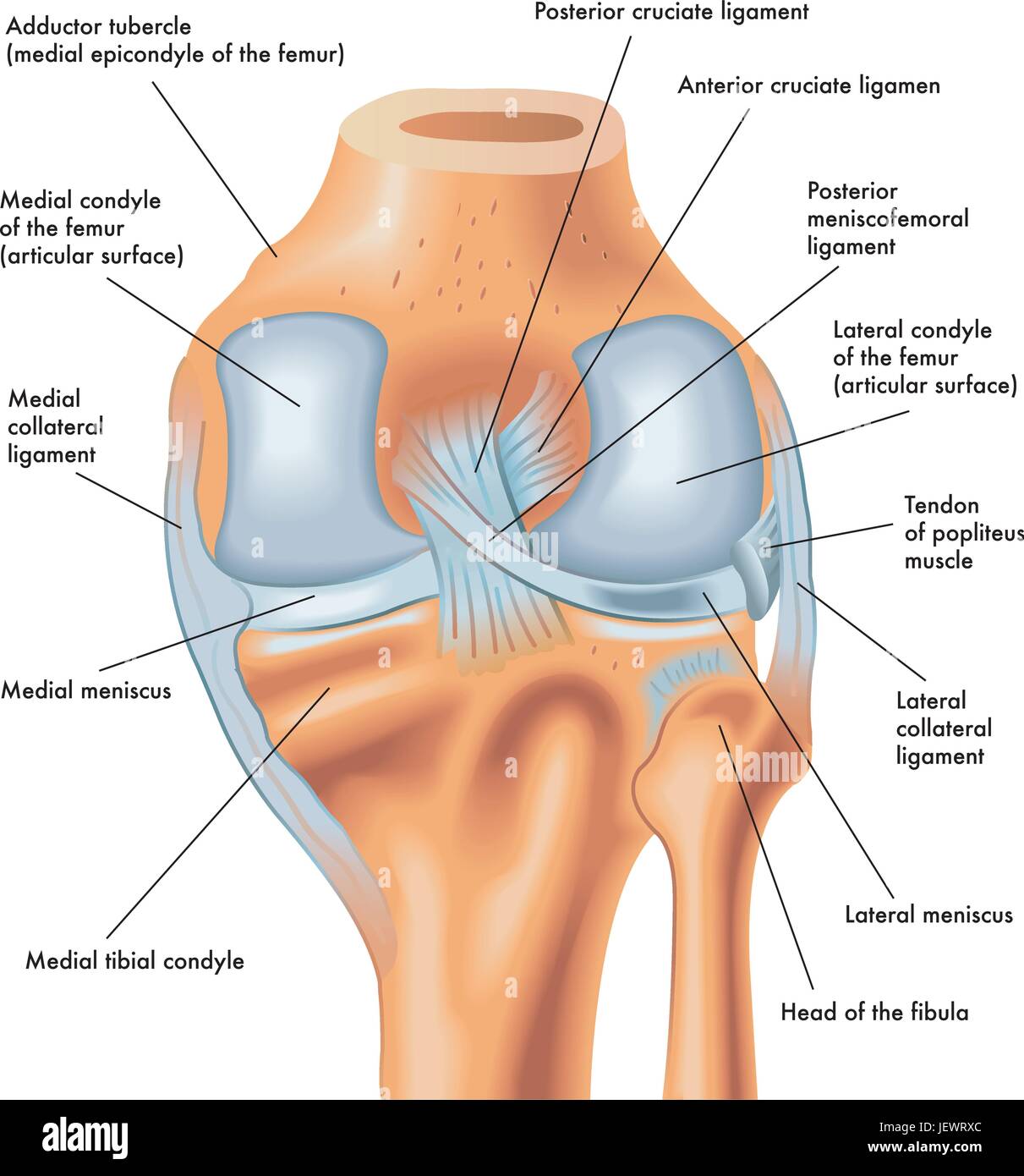 Adductor Tubercle Femur