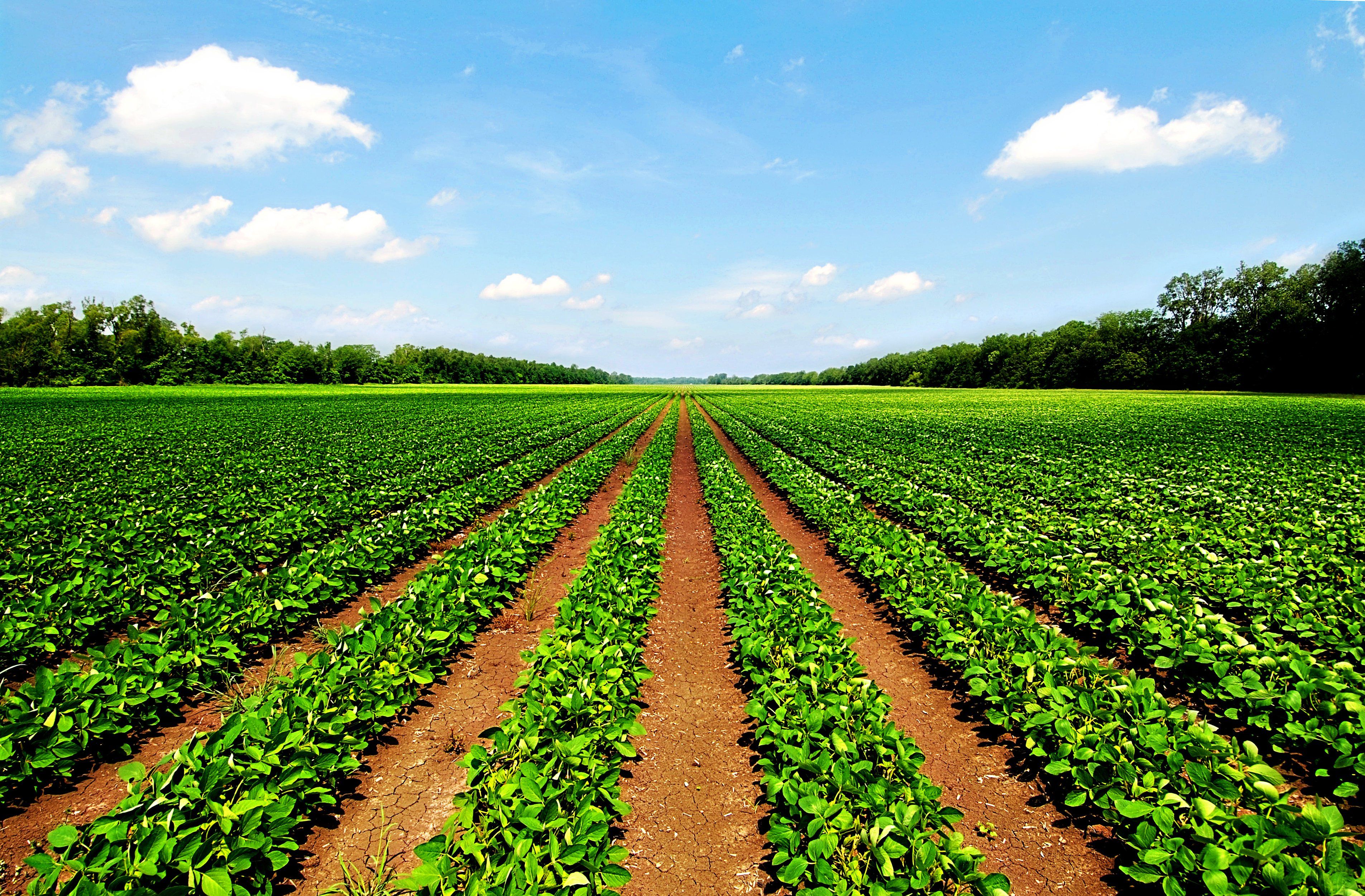 Agriculture In Farming