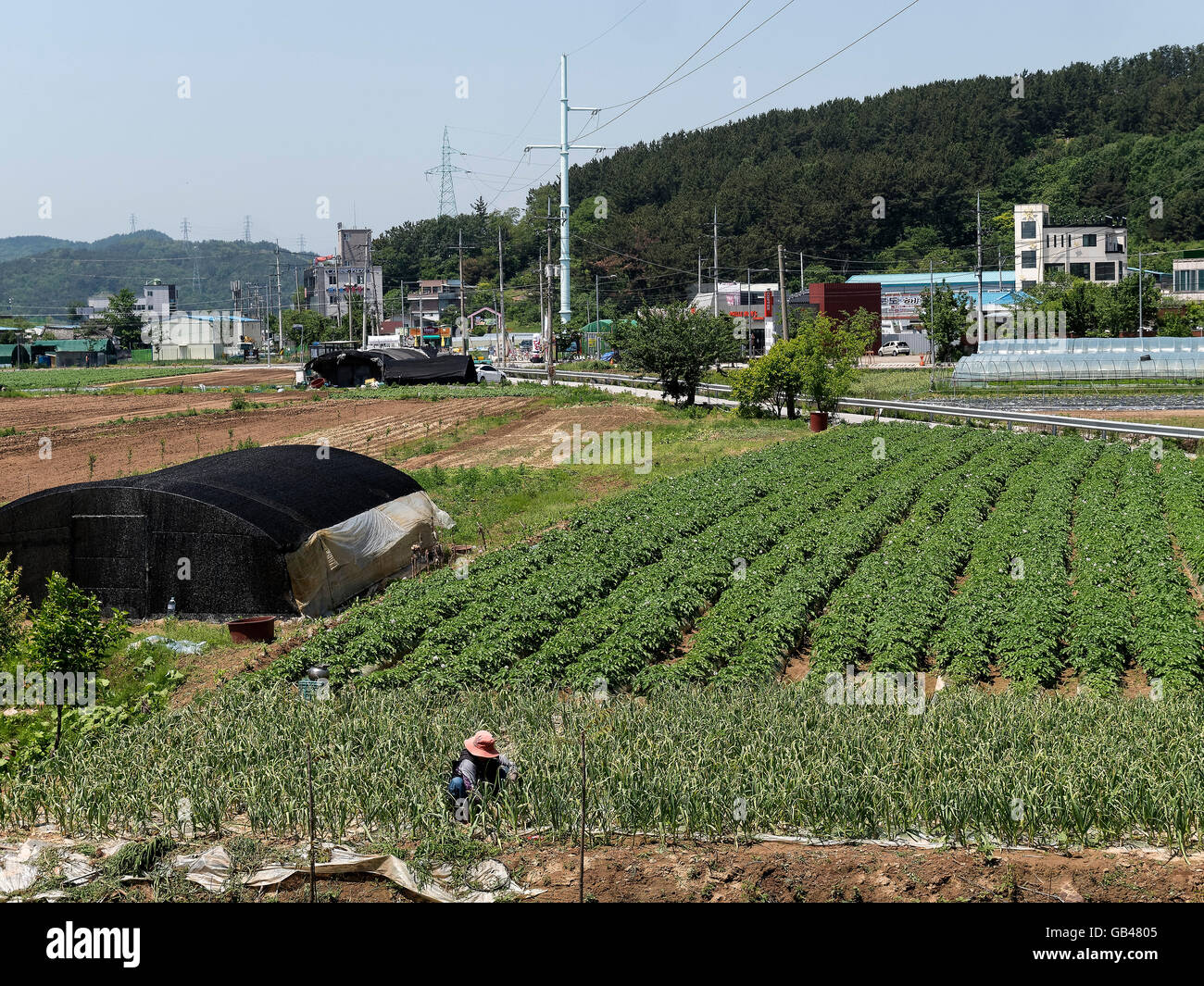 Agriculture In Korean