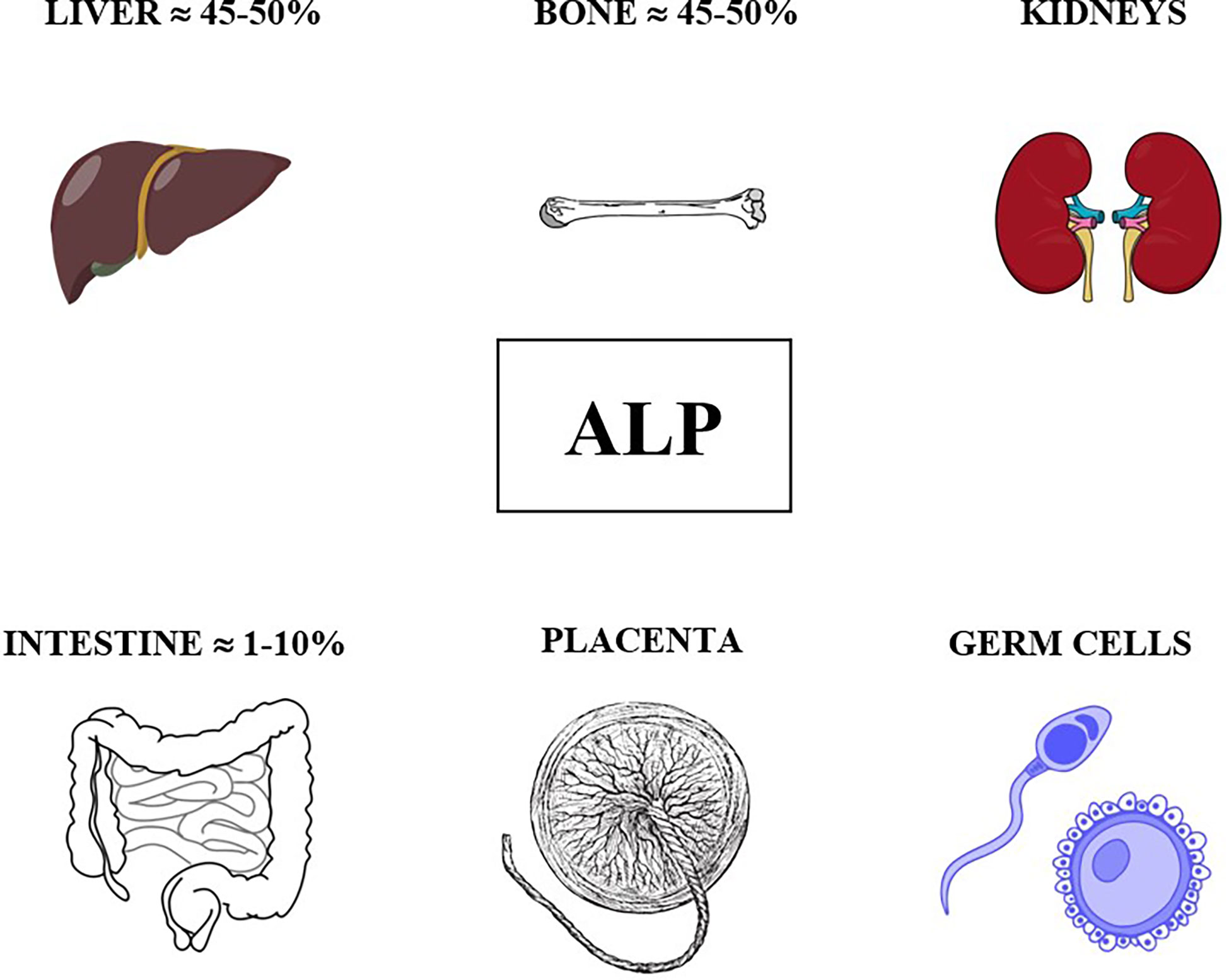 Alp Elevation In Pregnancy