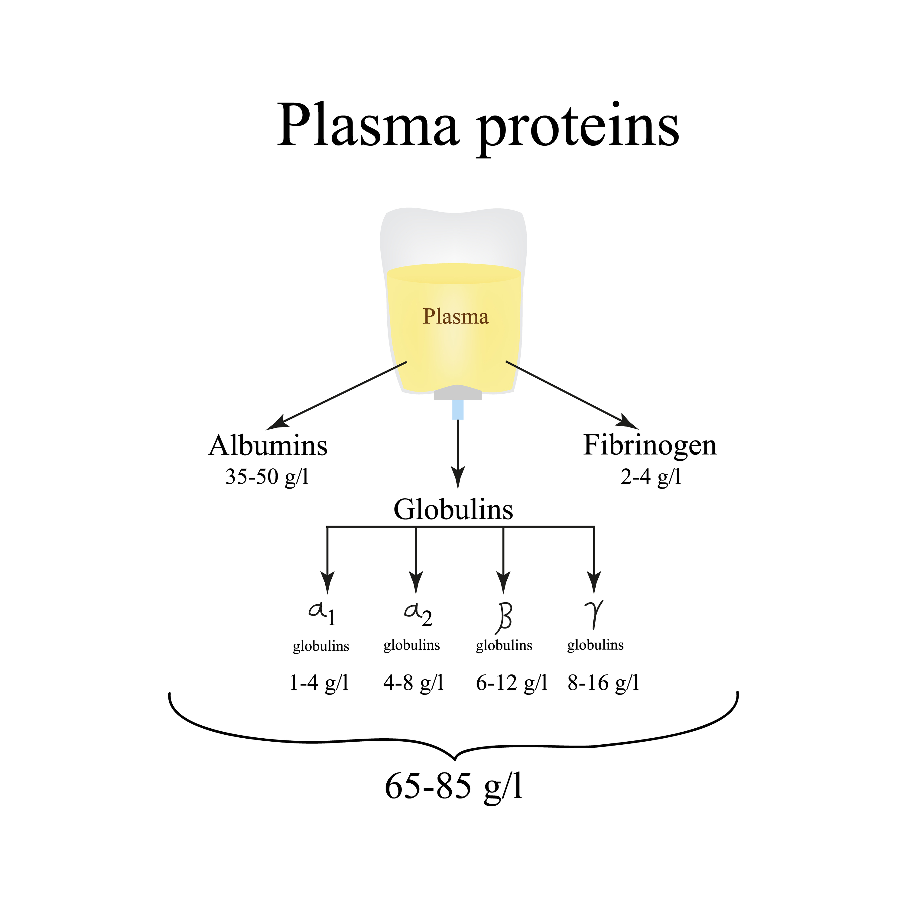 Alpha 1 Globulin High