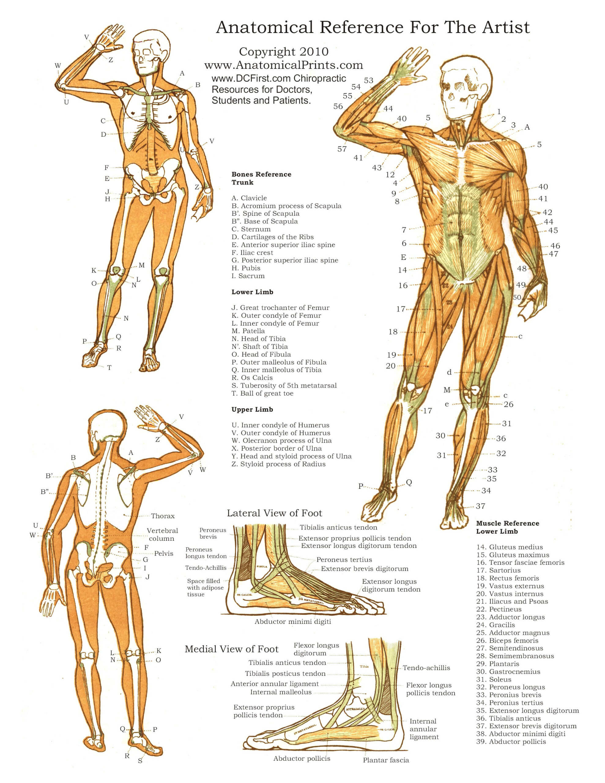 Anatomical Anatomy