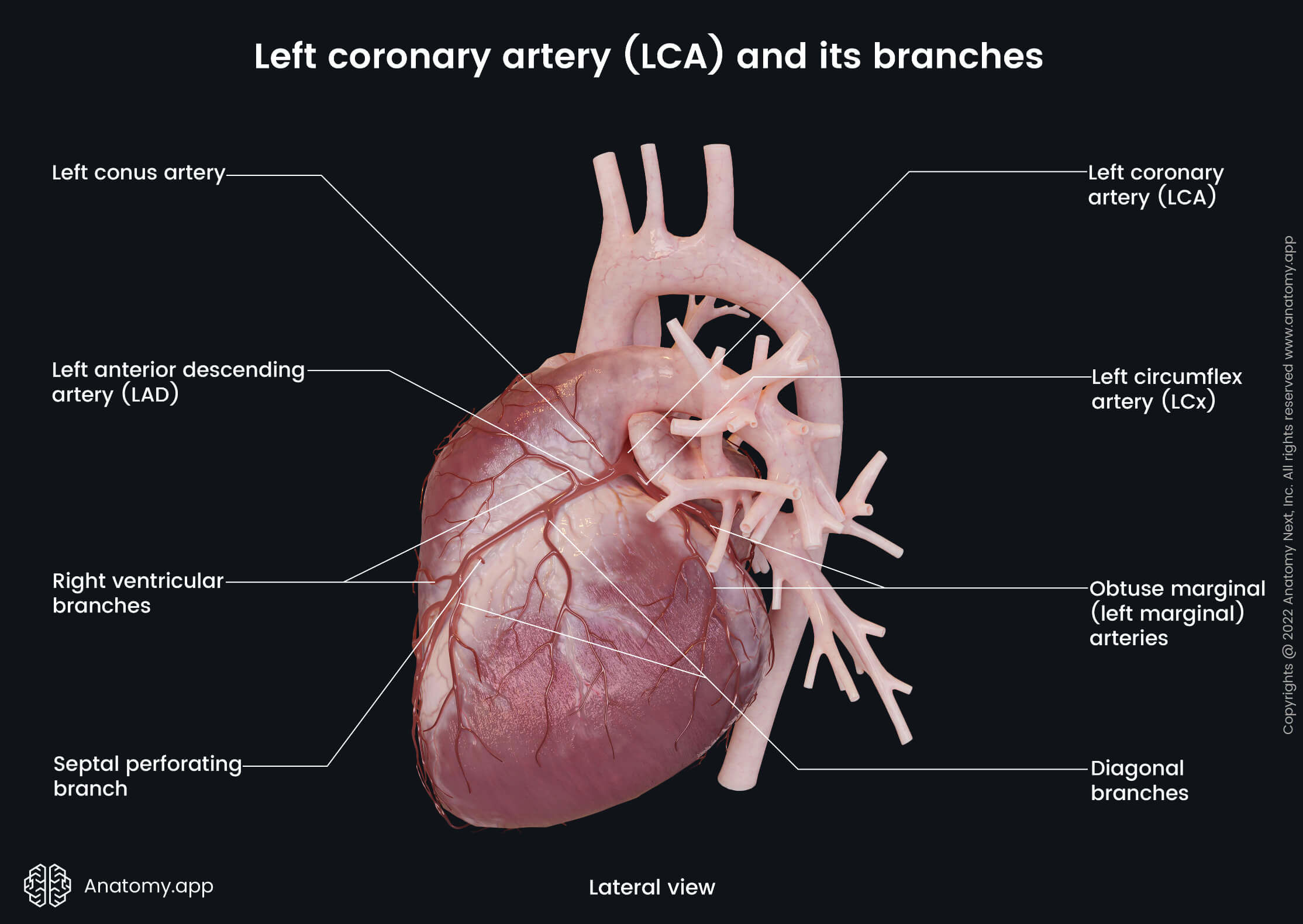 Anatomy Of Coronary Artery