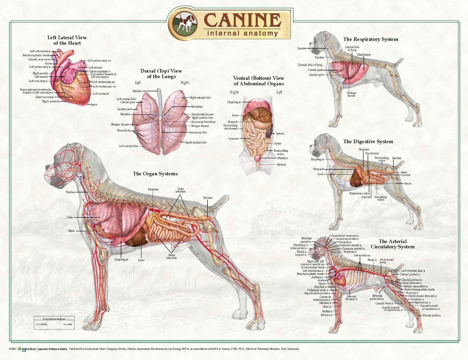 Anatomy Of Dog