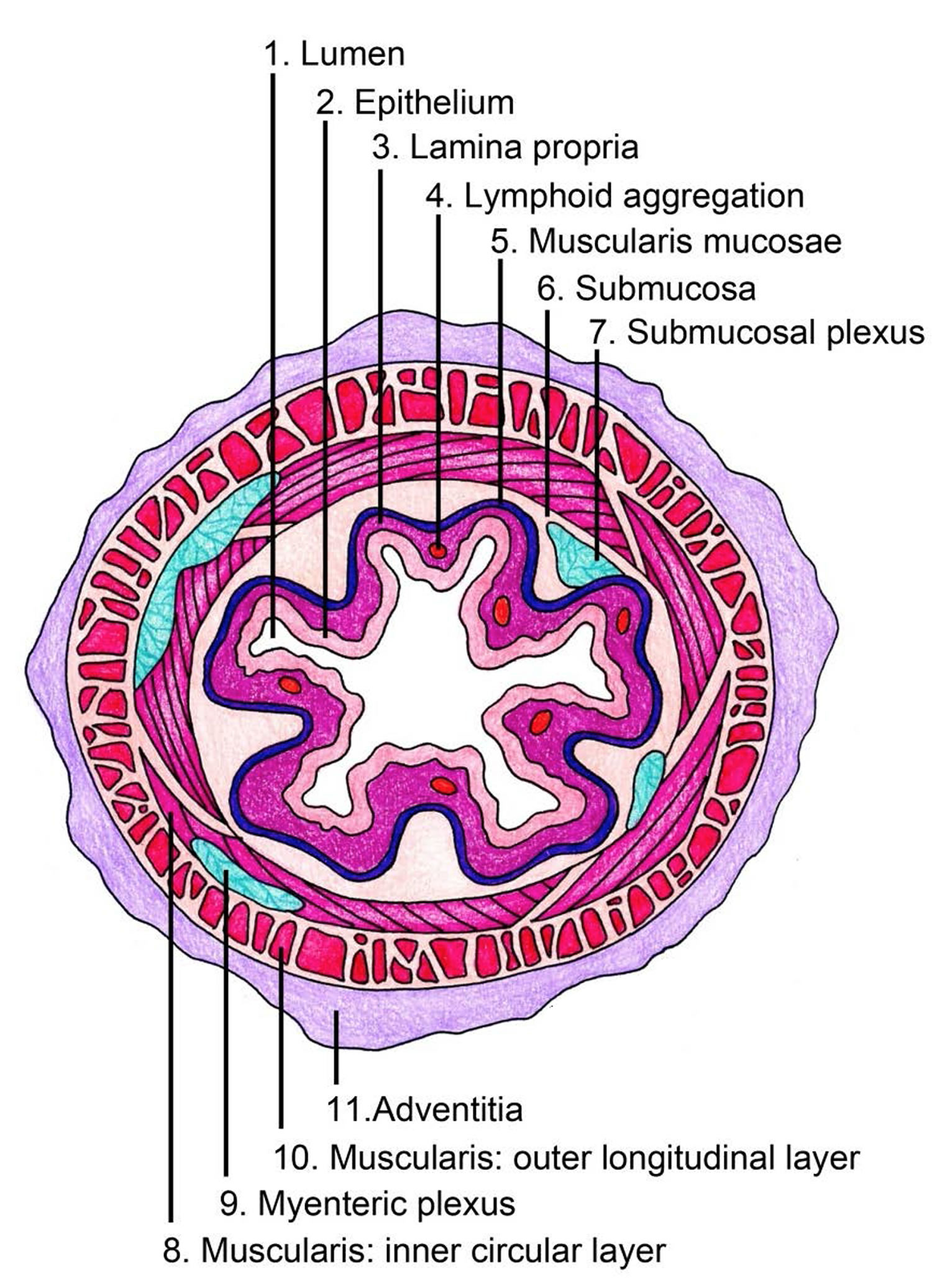 Anatomy Of Esophagus