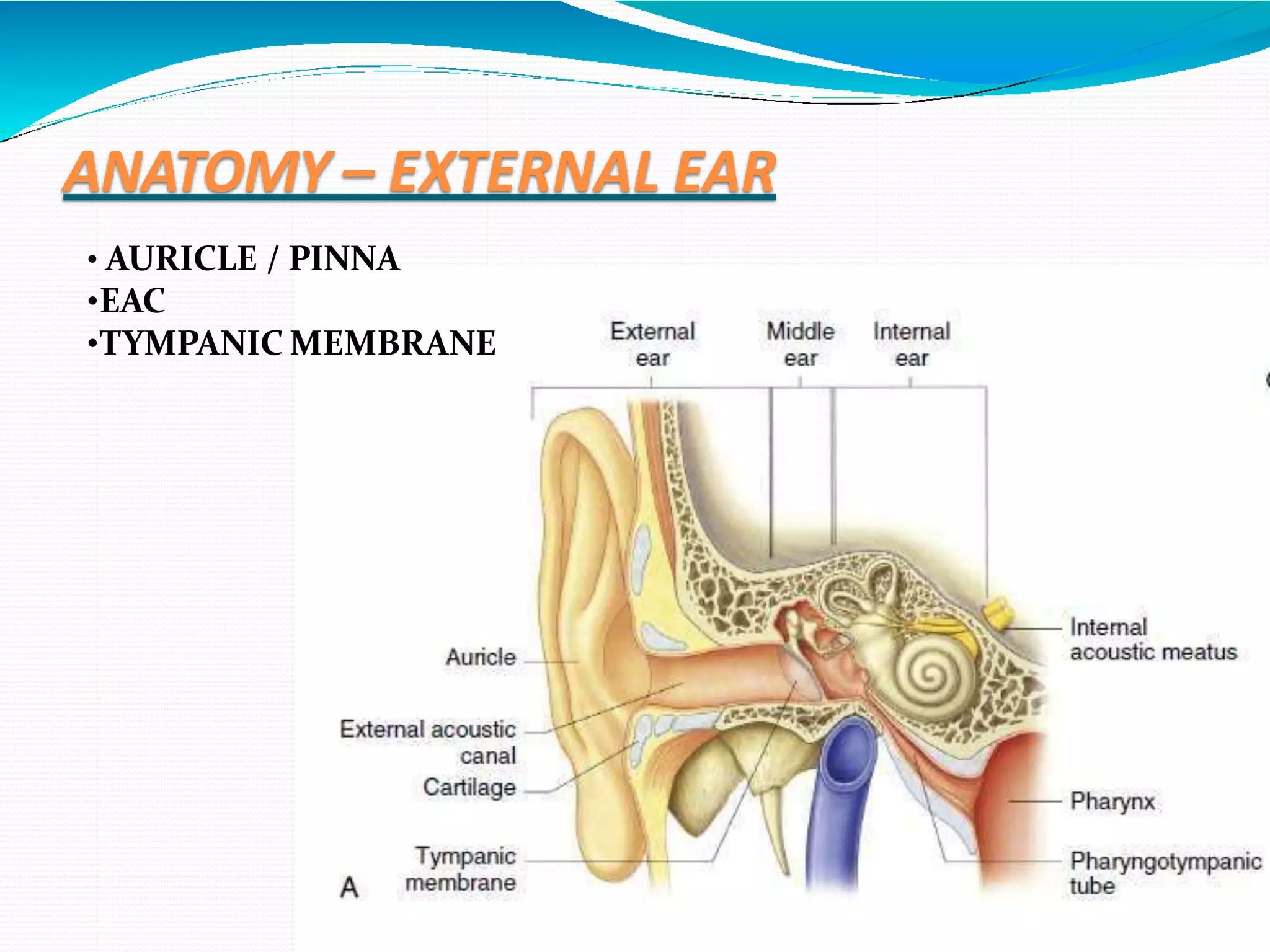 Anatomy Of External Ear