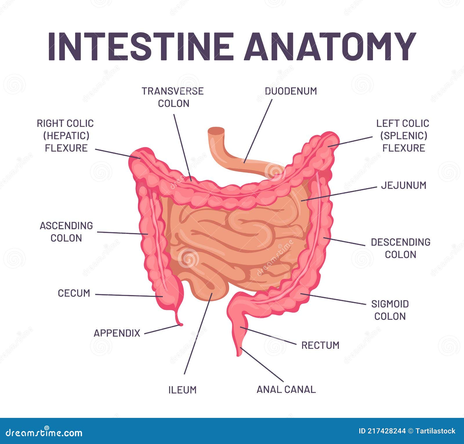 Anatomy Of Intestines And Colon