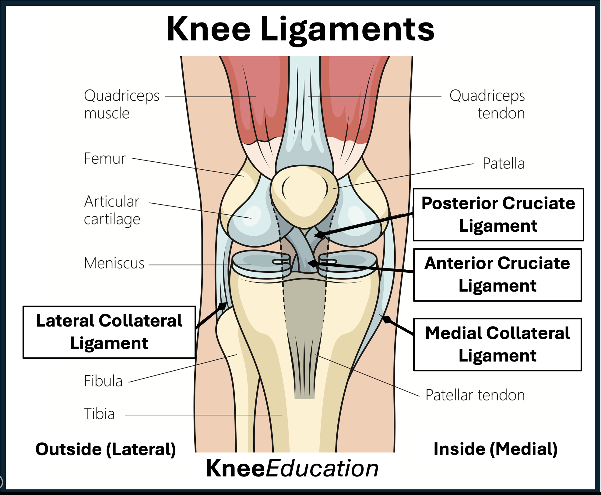 Anatomy Of Knee Ligaments