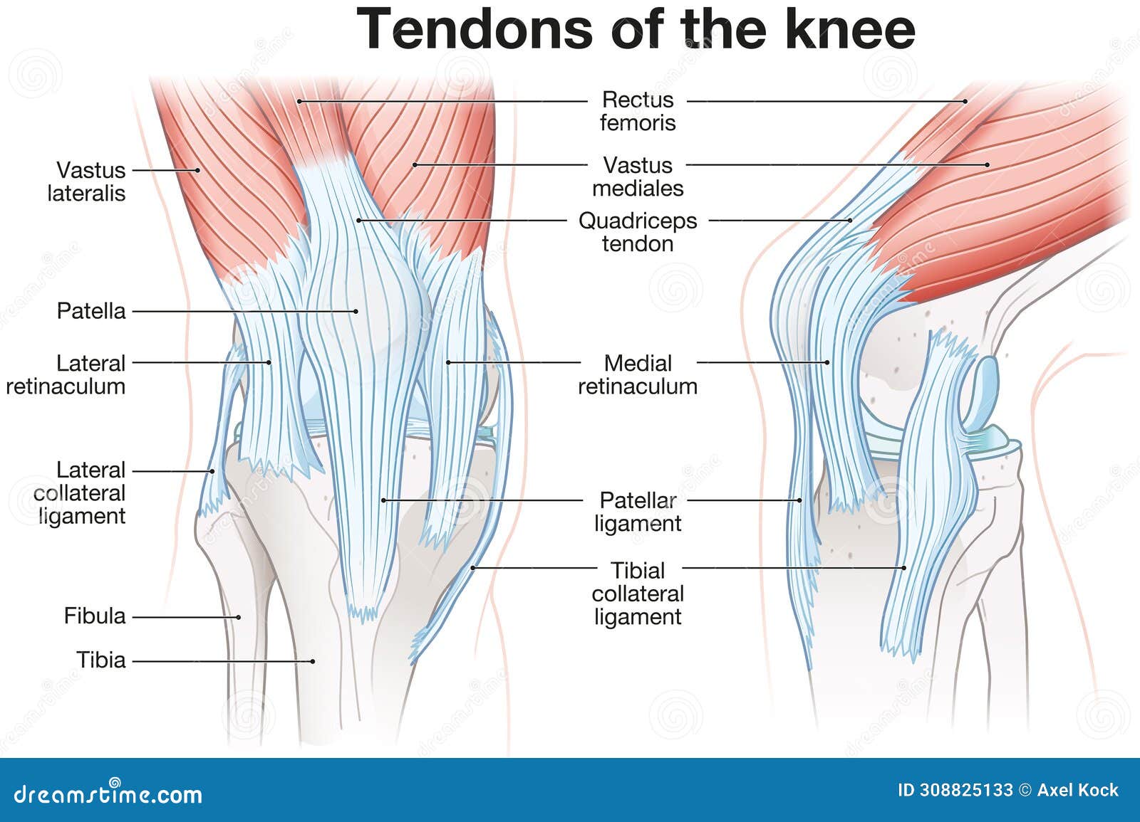 Anatomy Of Knee Tendons And Ligaments