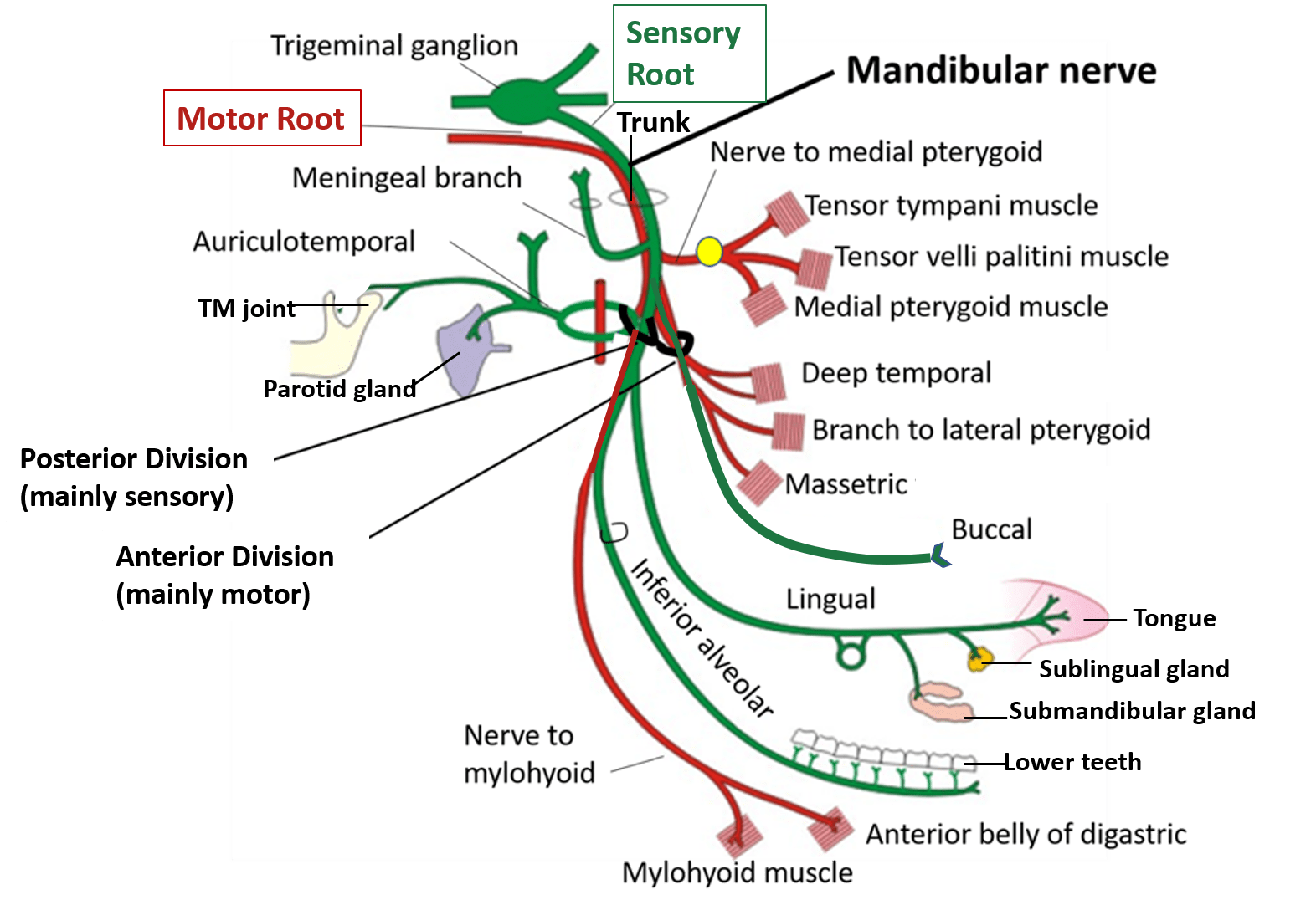 Anatomy Of Mandibular