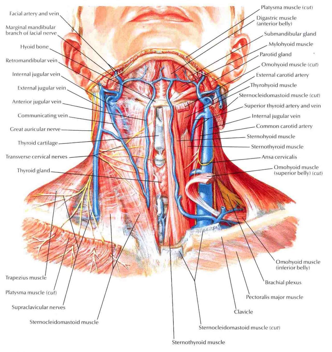 Anatomy Of Neck Muscles
