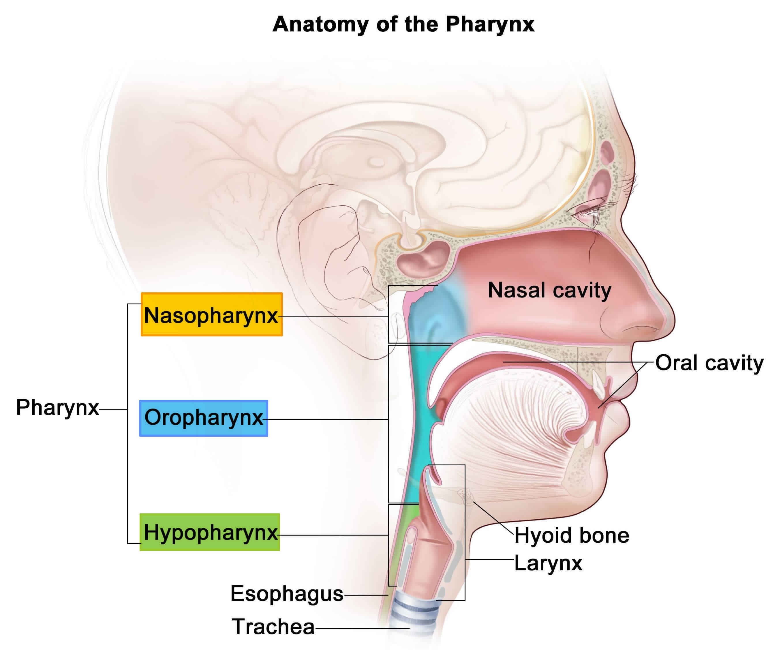 Anatomy Of Pharynx