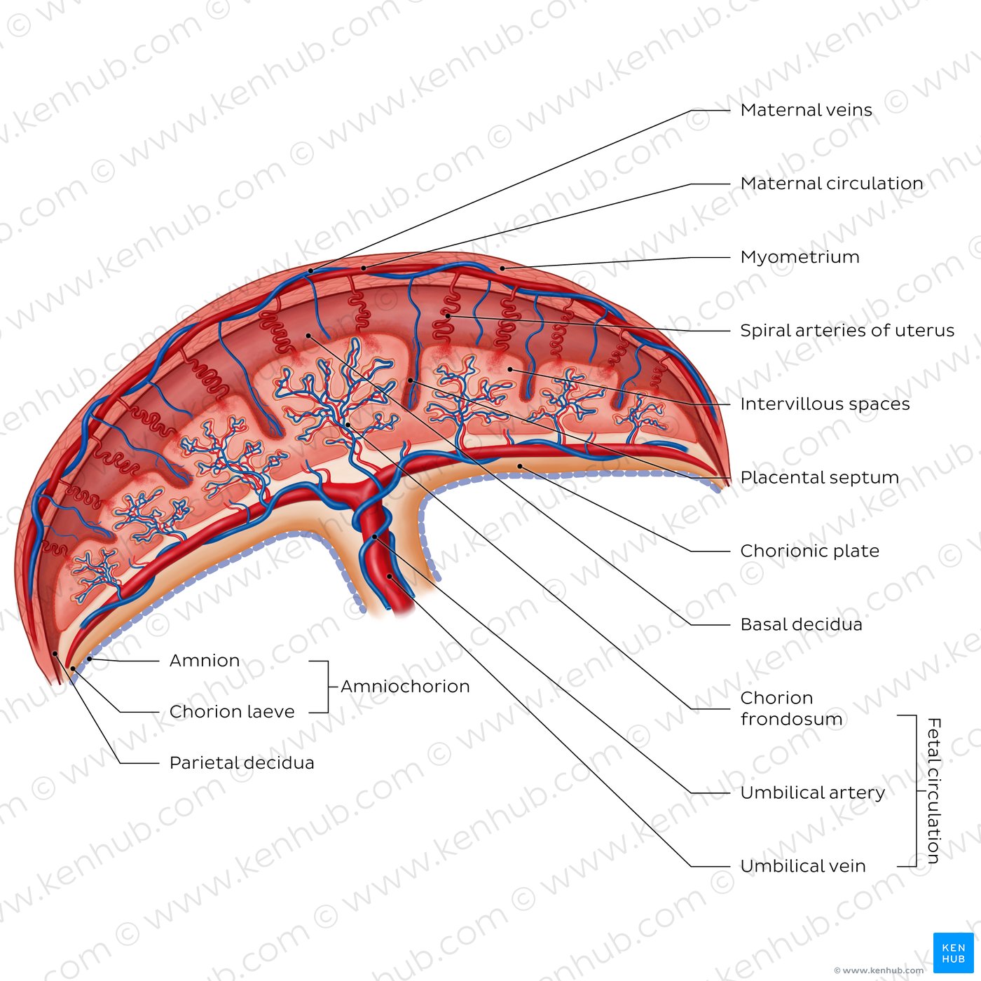 Anatomy Of Placenta