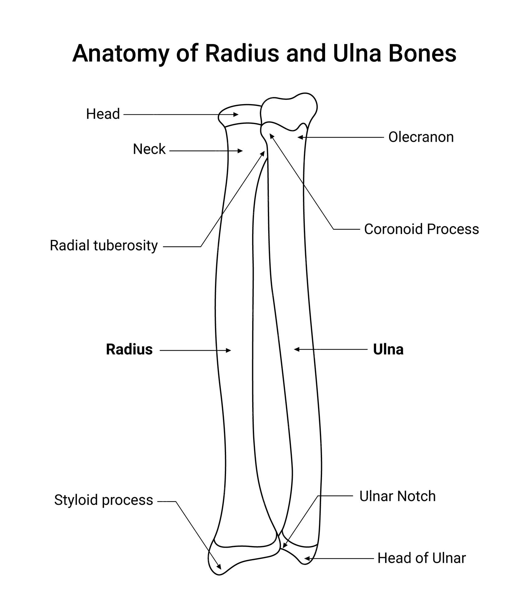 Anatomy Of Radius And Ulna