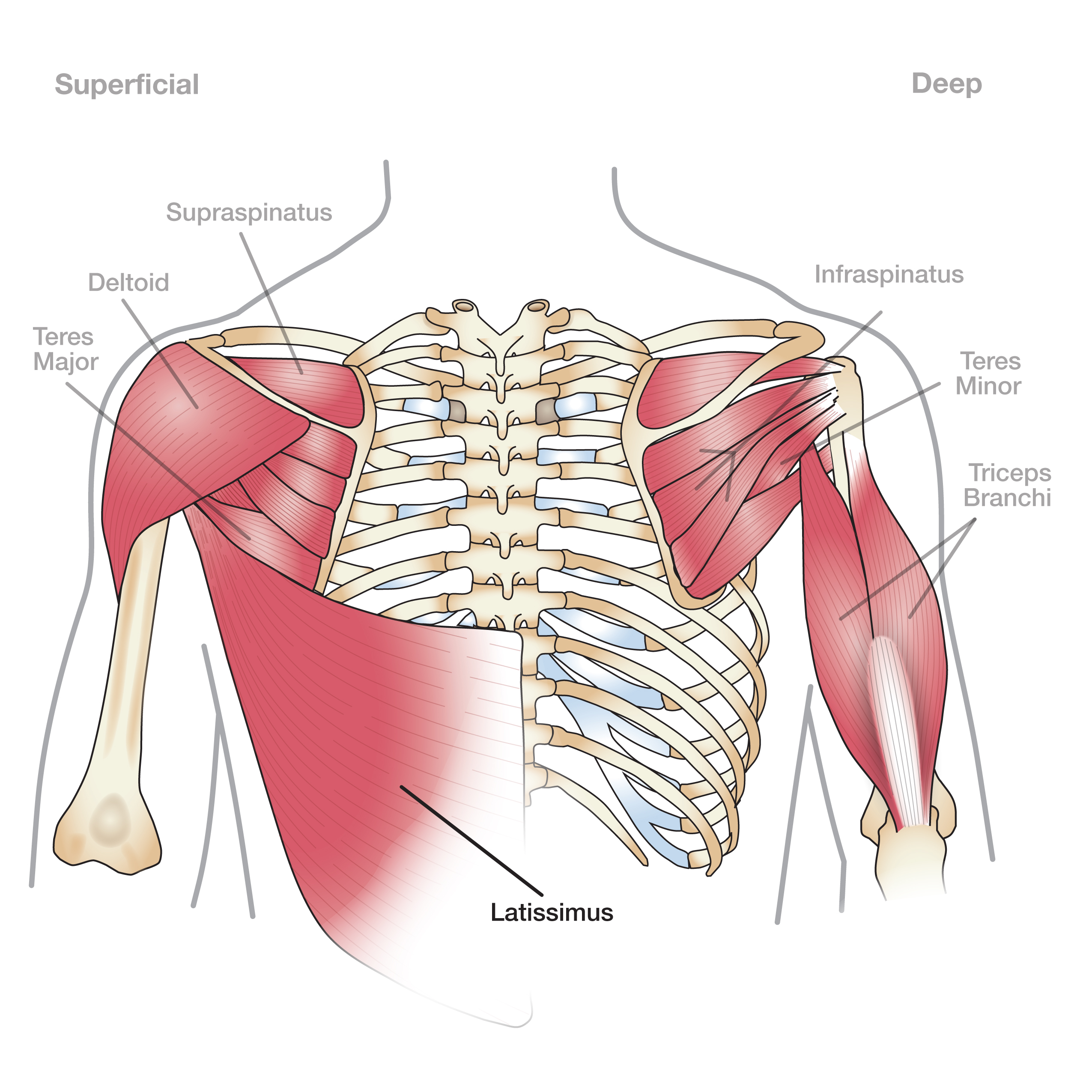Anatomy Of Shoulder
