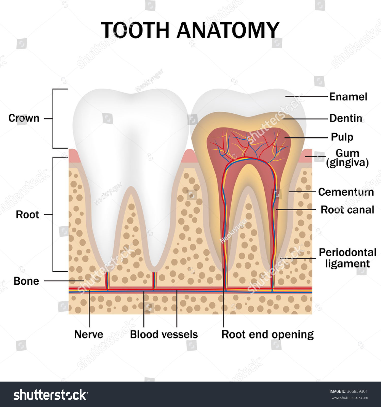 Anatomy Of Teeth