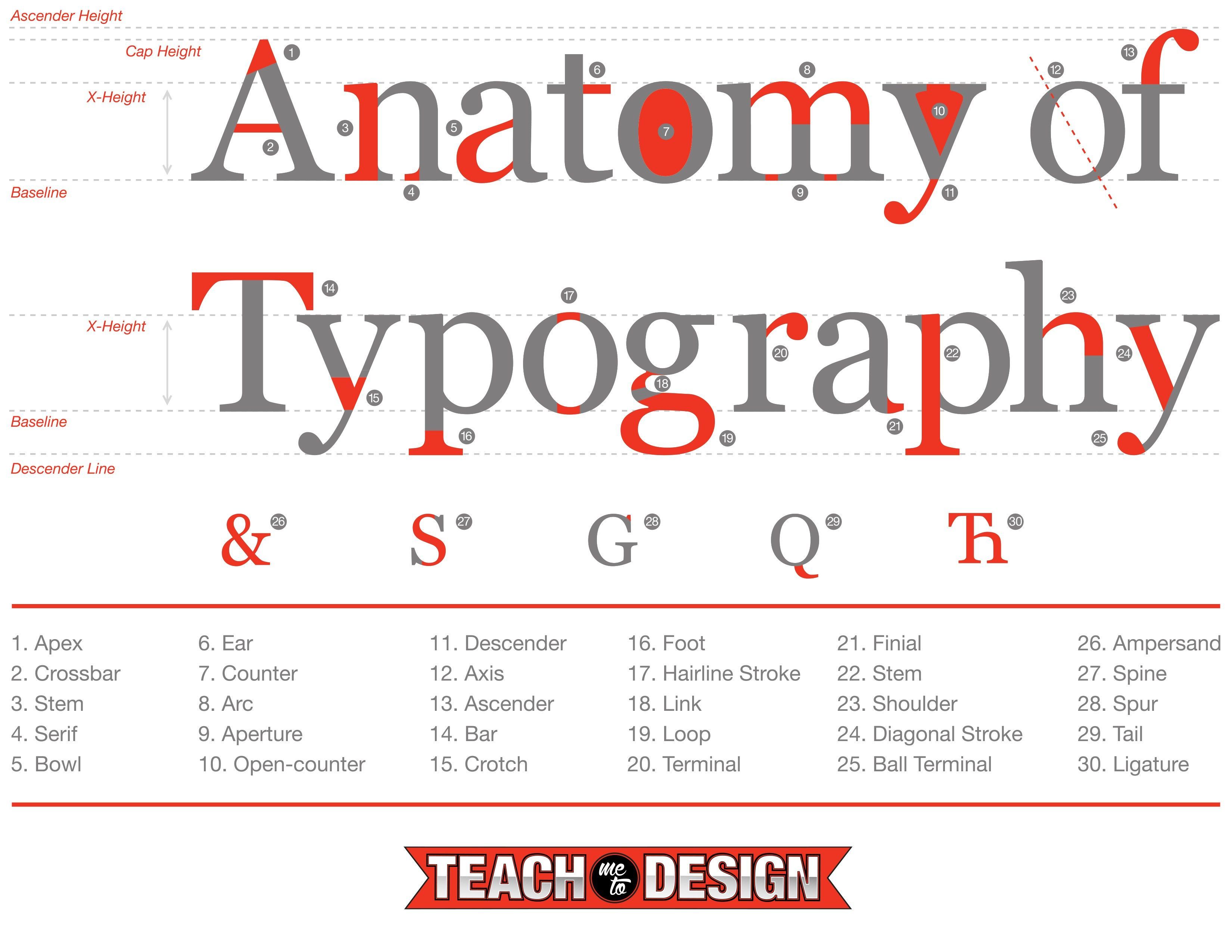 Anatomy Of Typography