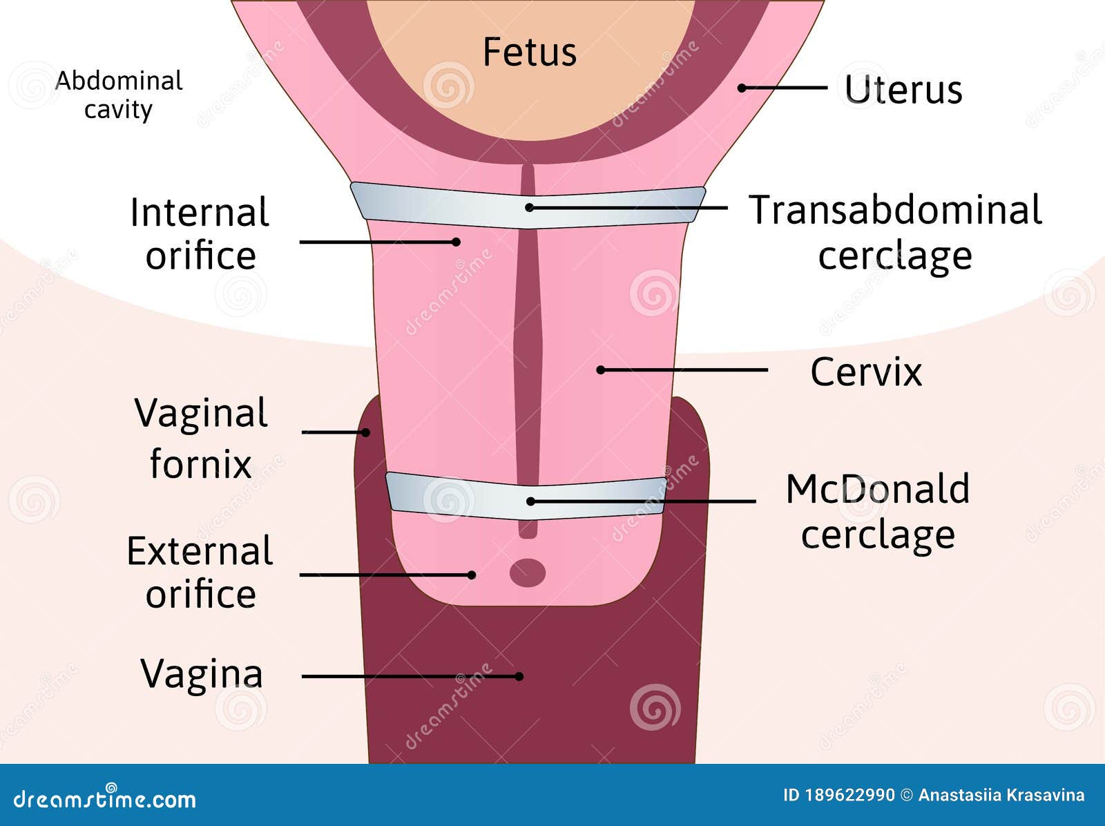 Anatomy Of Vaginal Canal