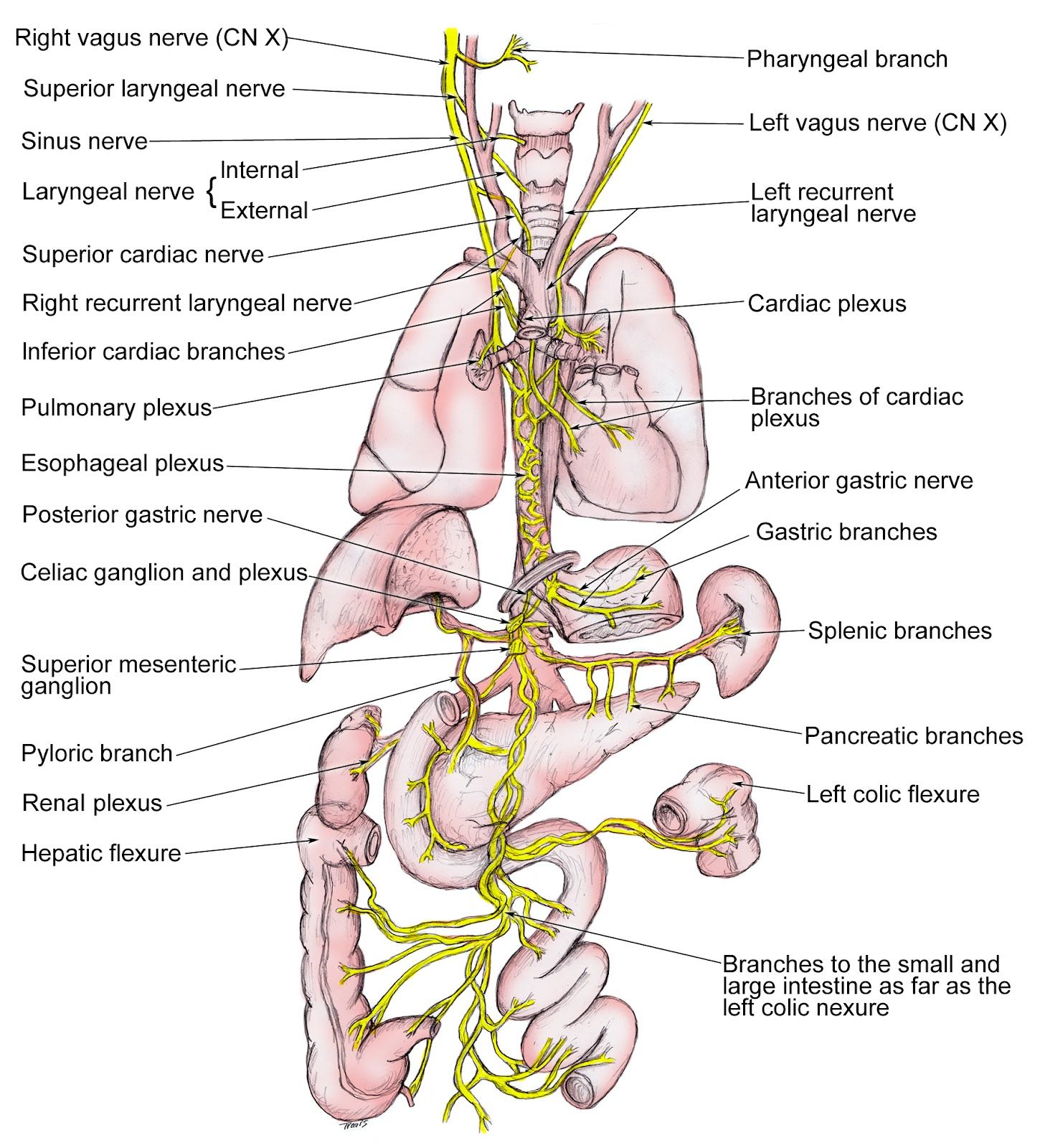 Anatomy Of Vagus Nerve