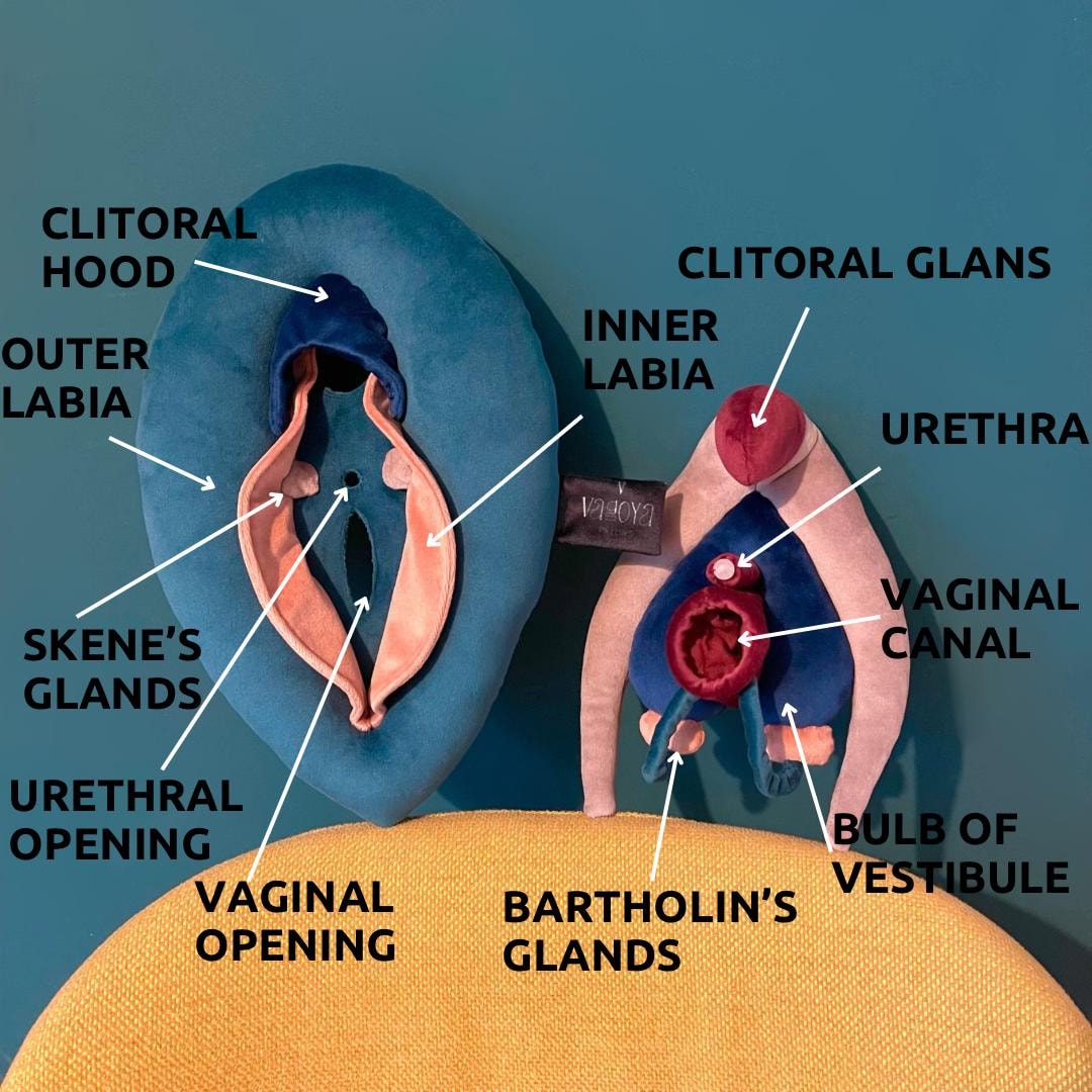 Anatomy Of Vulva