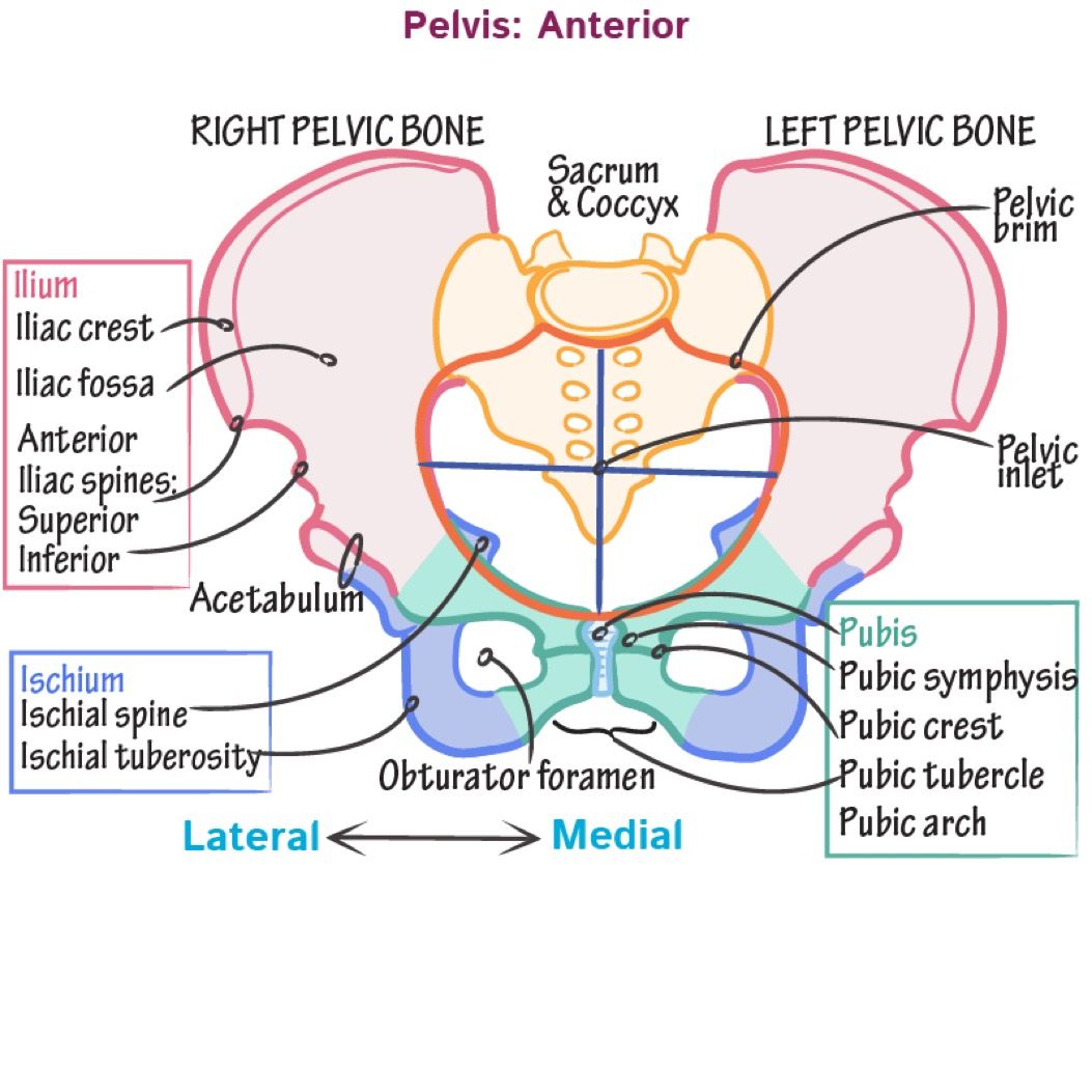 Anatomy Of Woman Pelvic Area
