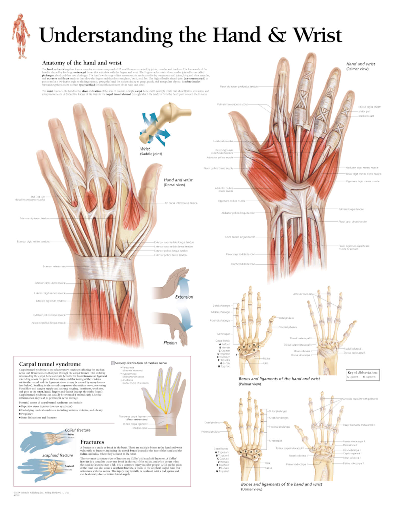 Anatomy Of Wrist And Hand