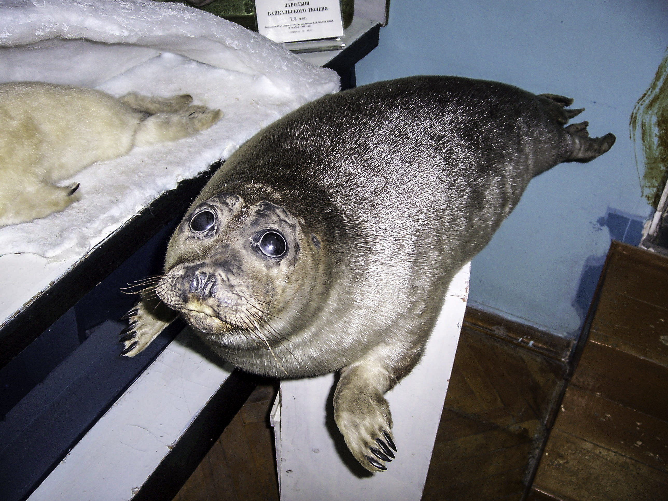 Animals Endemic To Lake Baikal