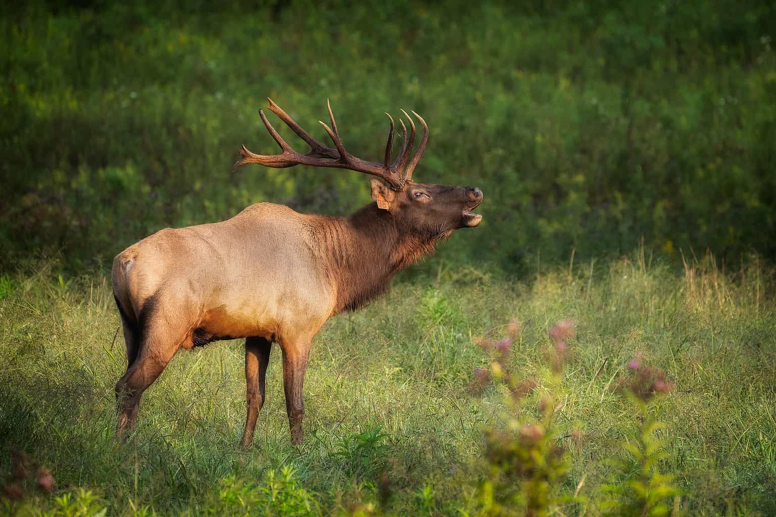 Animals Endemic To Utah