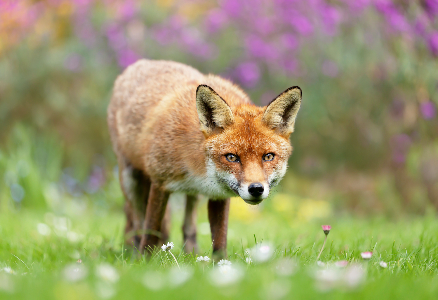 Animals Native To Uk