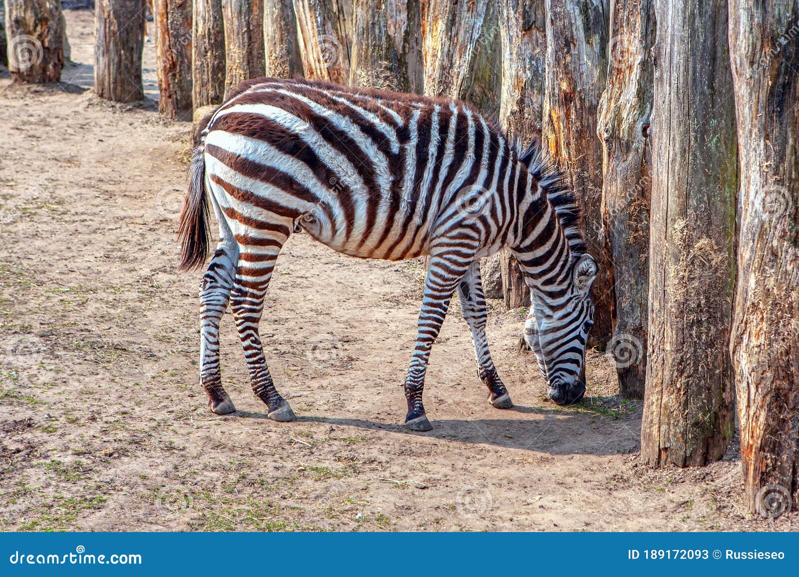 Animals Native To Zambia