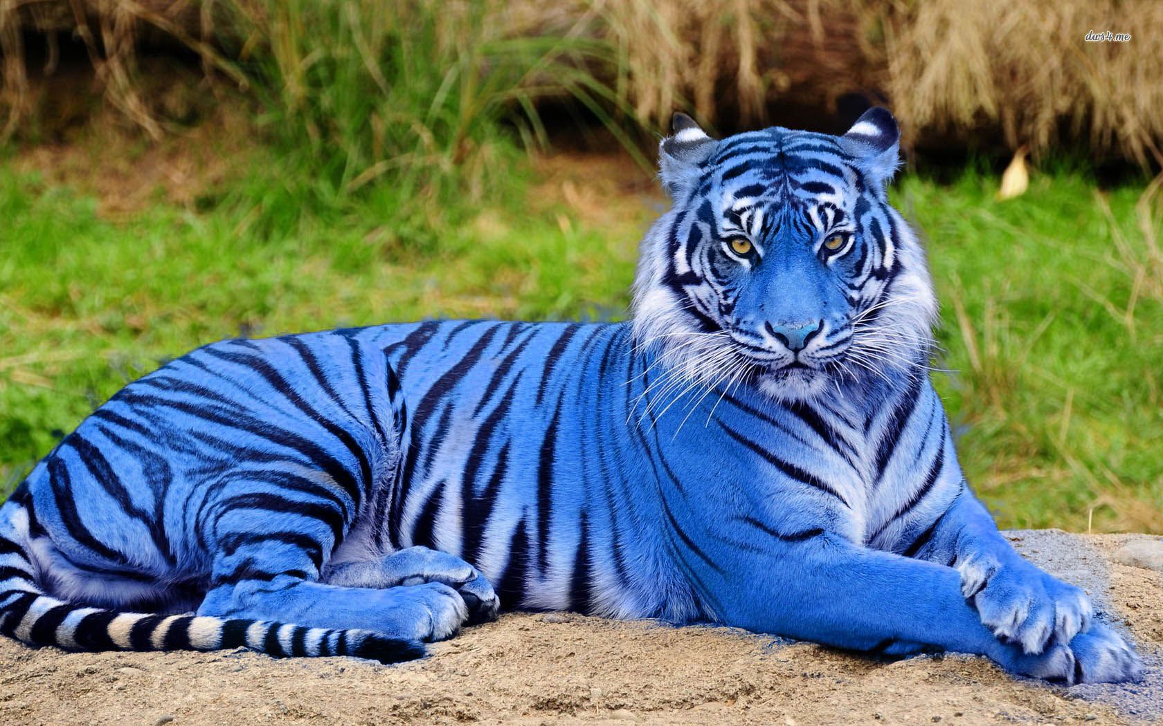 Animals That Are Rare