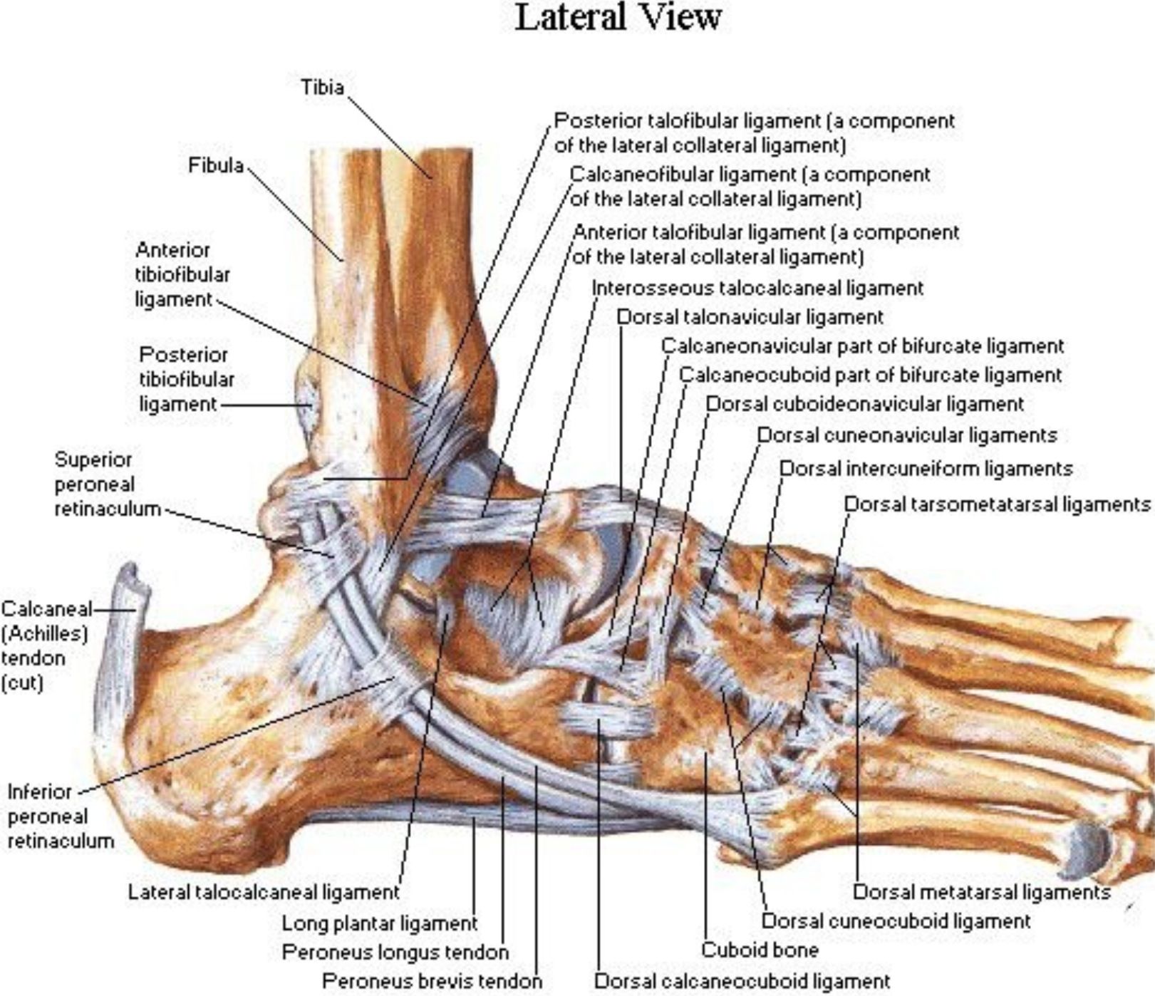 Ankle Anatomy Ligaments