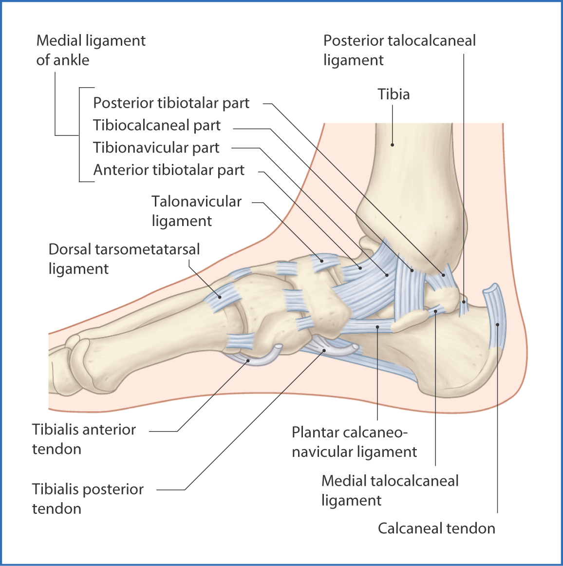 Ankle Ligaments And Tendons