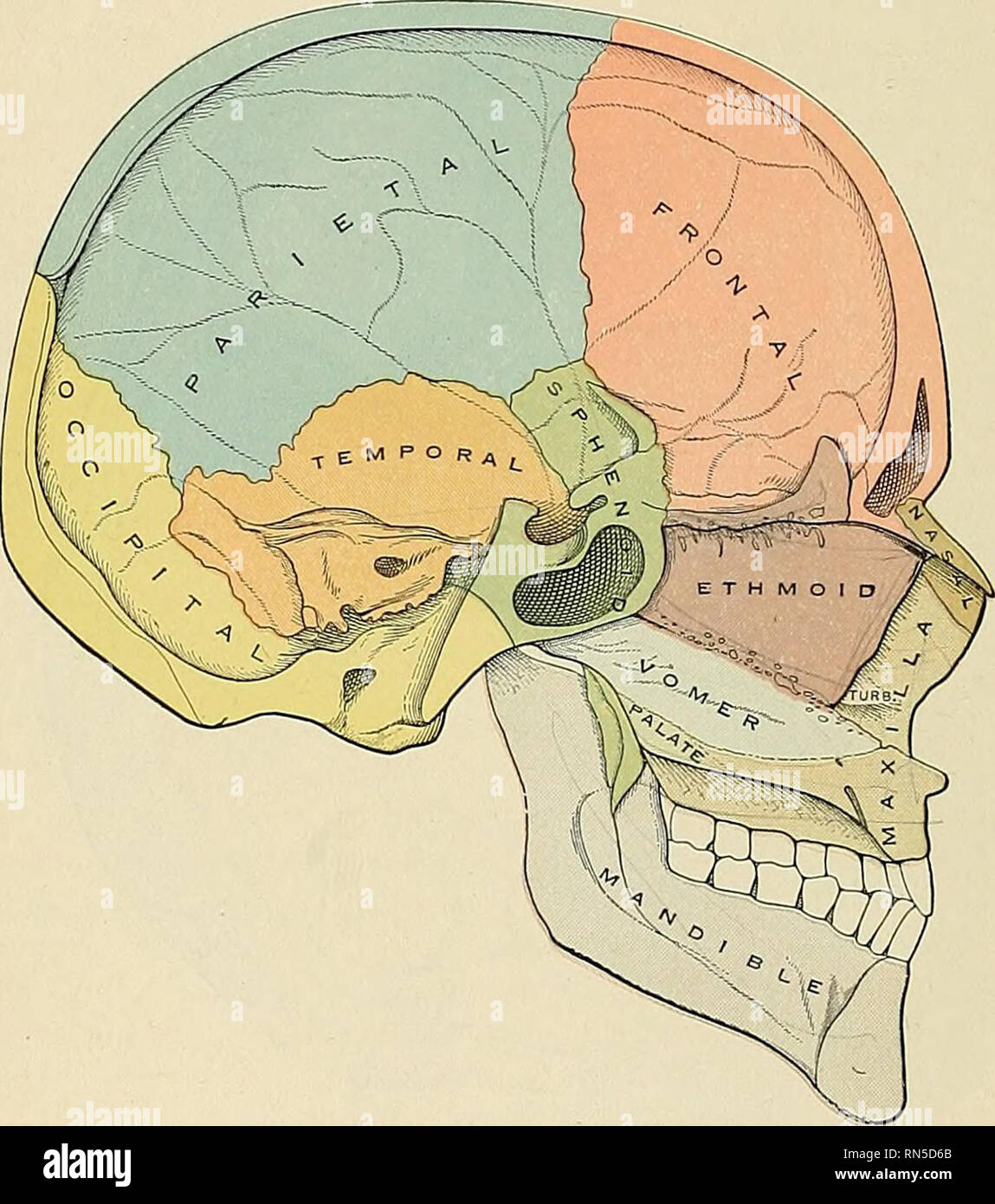 Anterior Clinoid Process