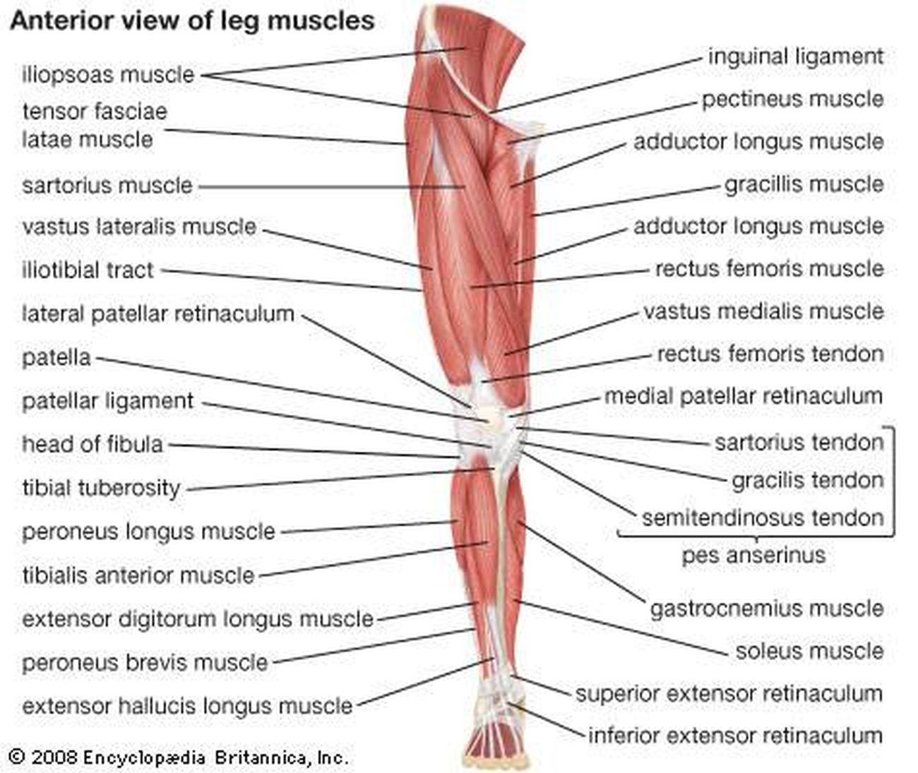 Anterior Leg Muscles